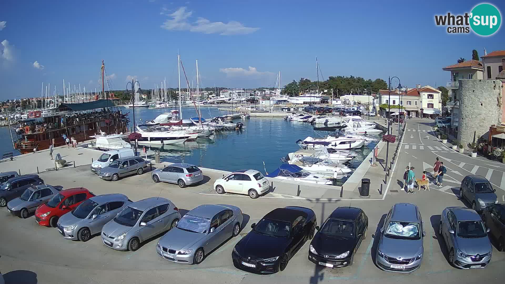 Novigrad | Porporela marina
