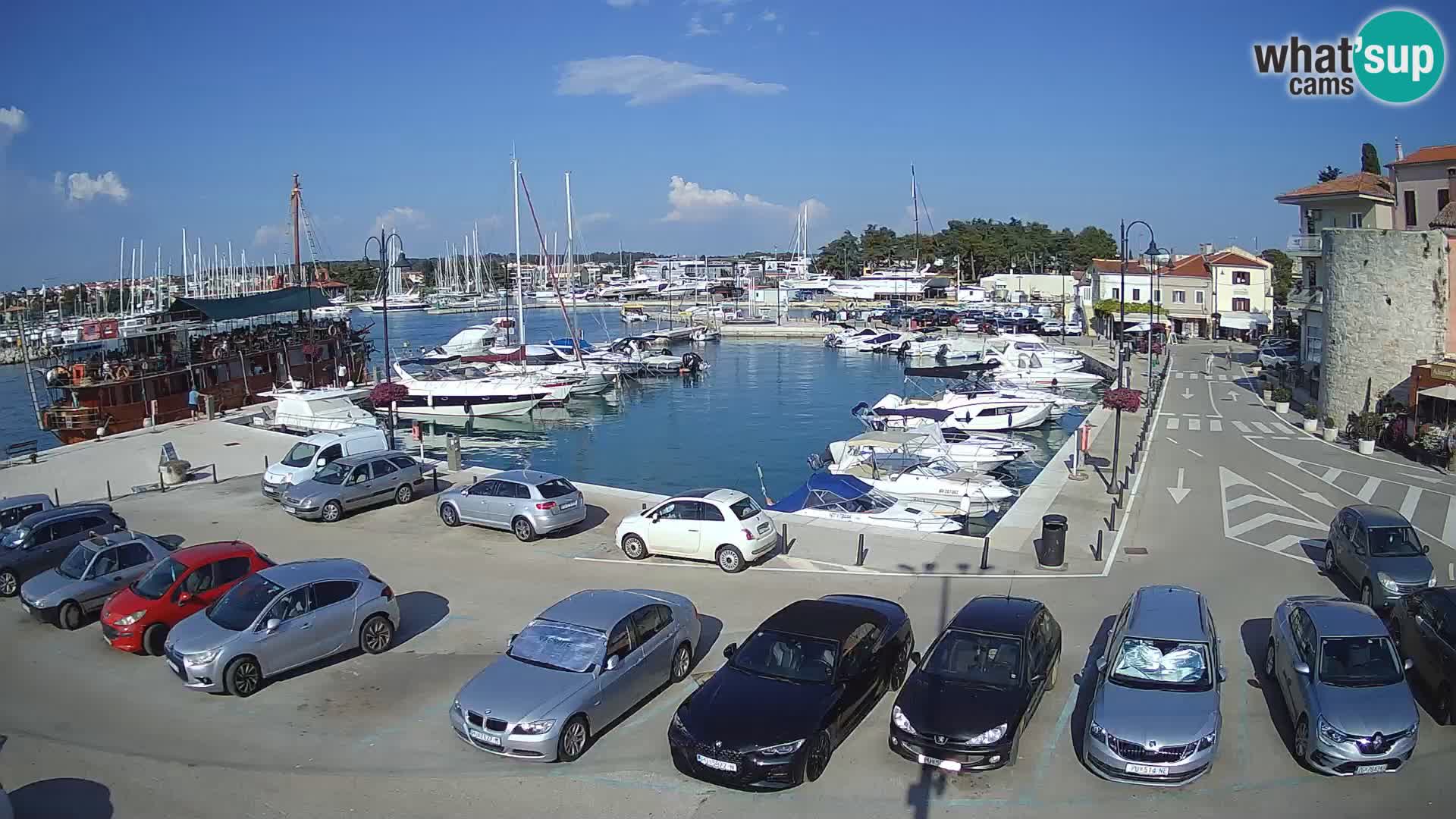 Novigrad | Porporela marina