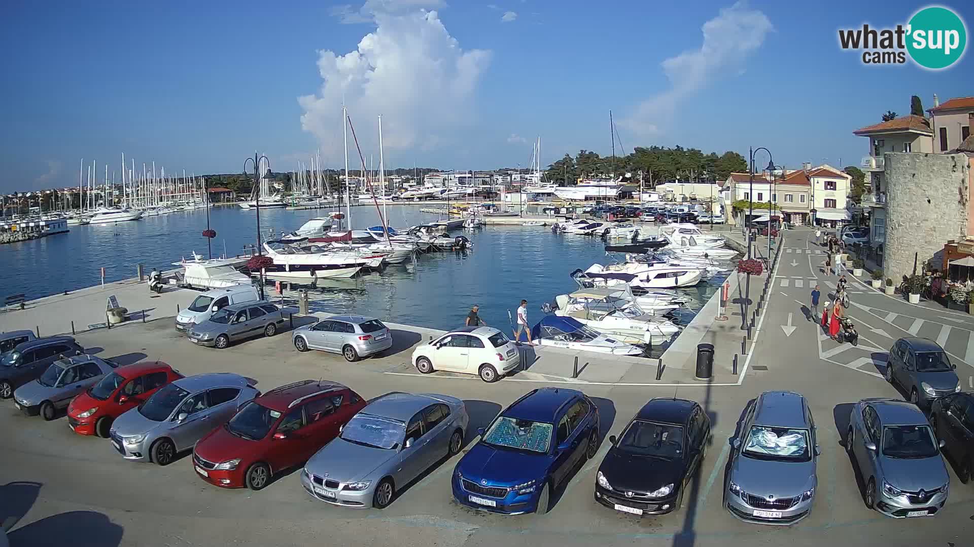 Novigrad | Porporela marina