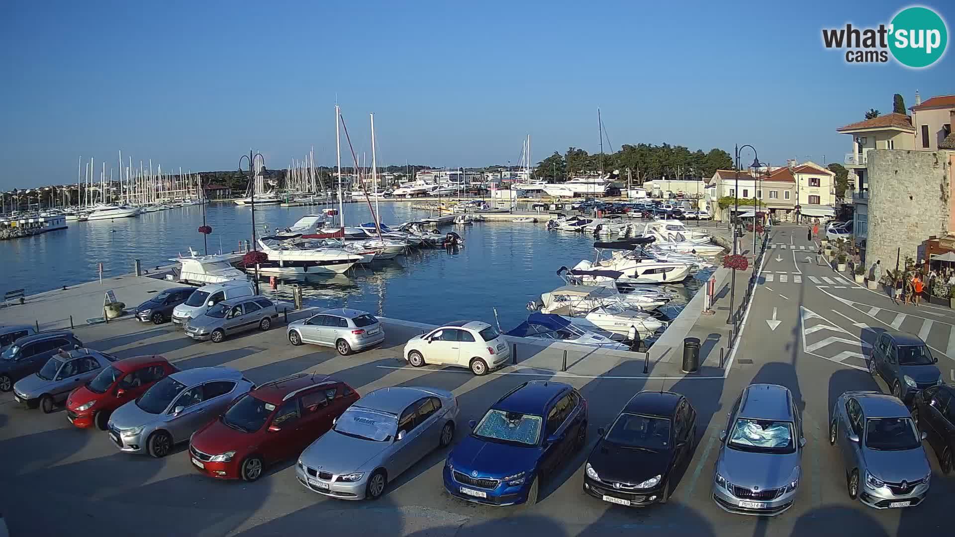 Novigrad | Porporela marina