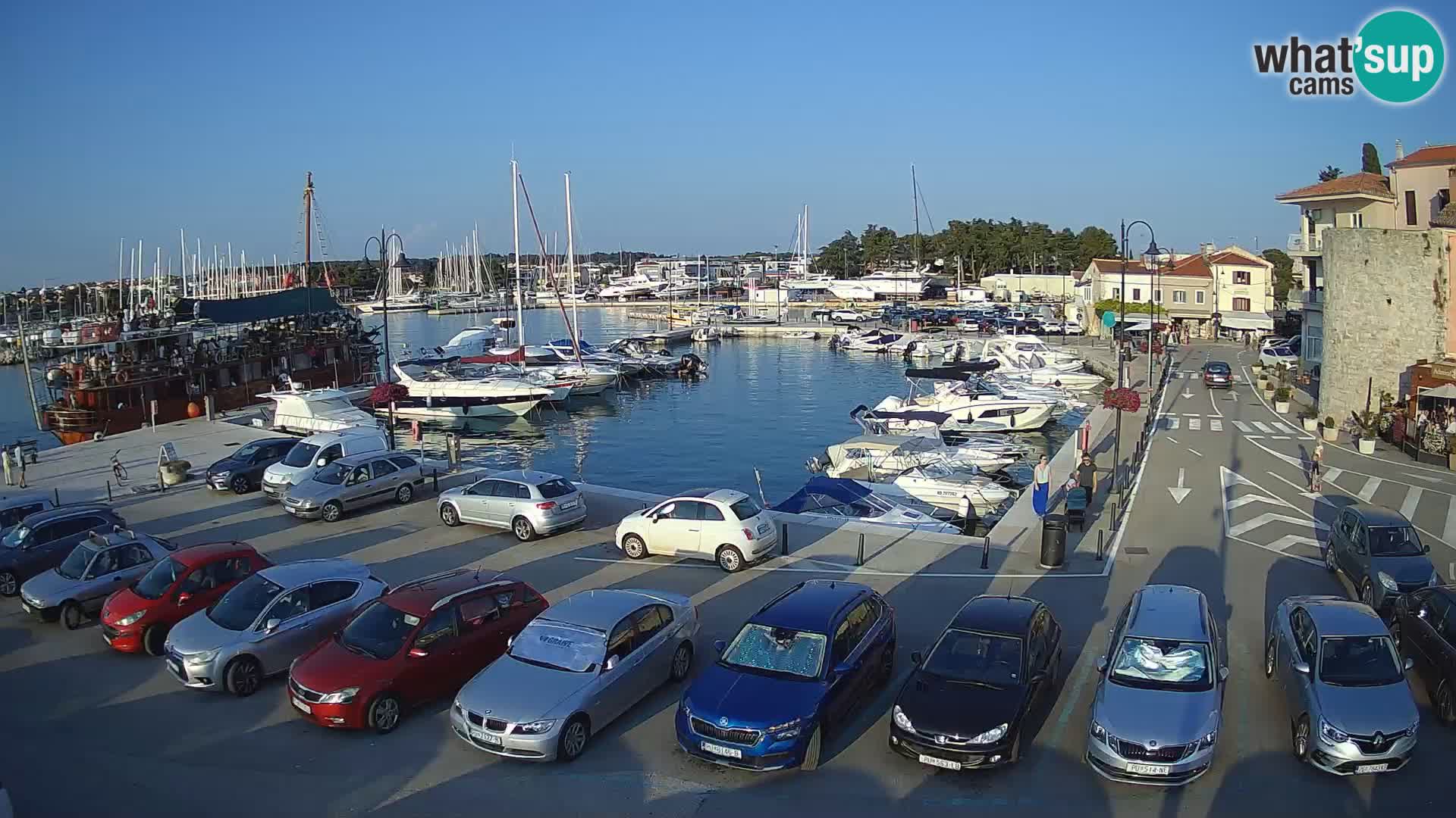 Novigrad | Porporela marina