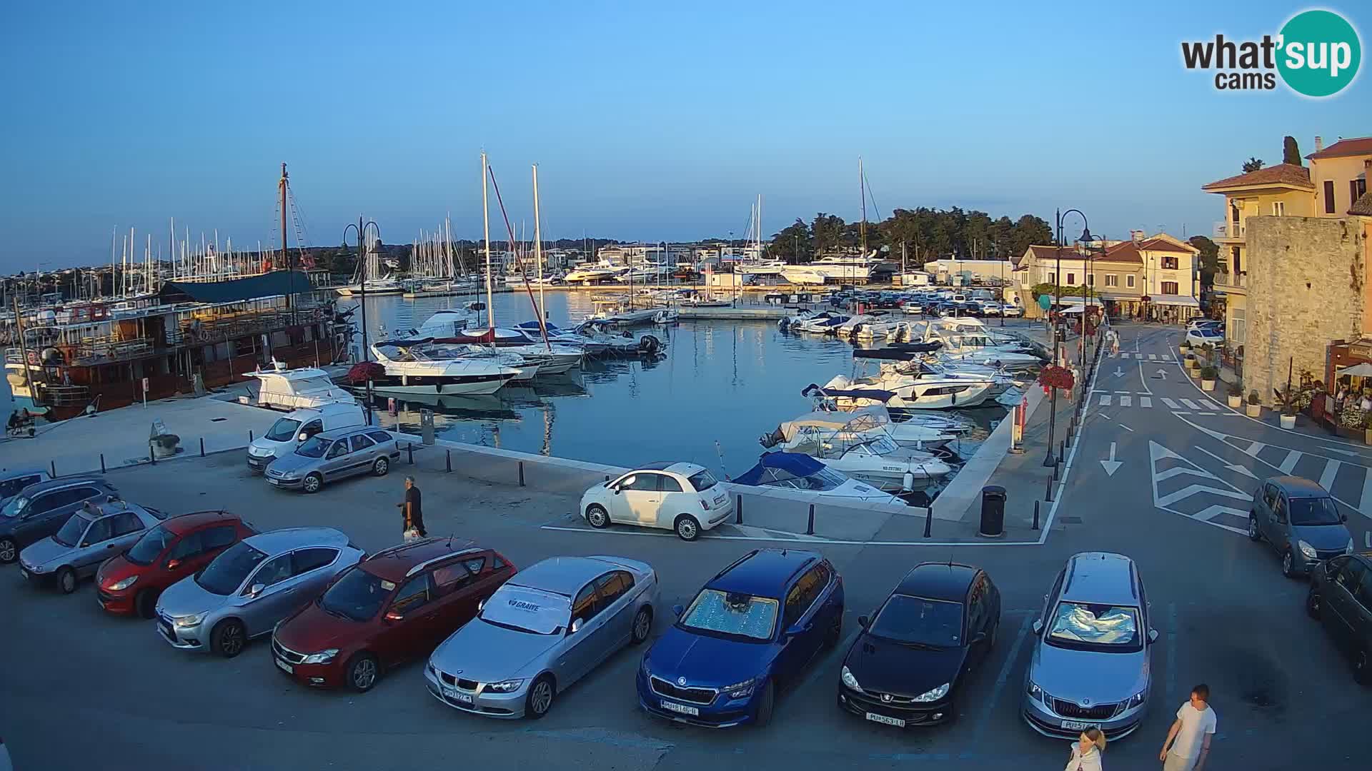 Novigrad | Porporela marina