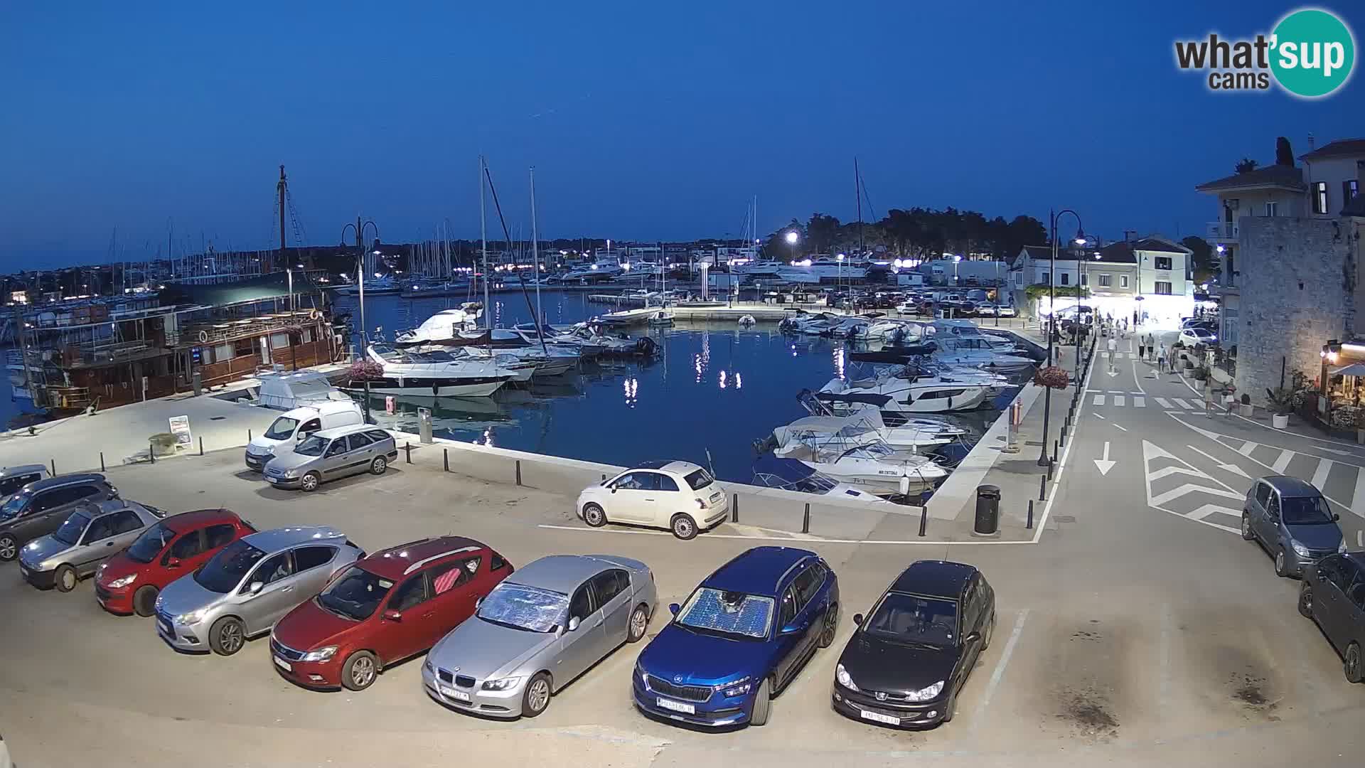 Novigrad | Porporela marina