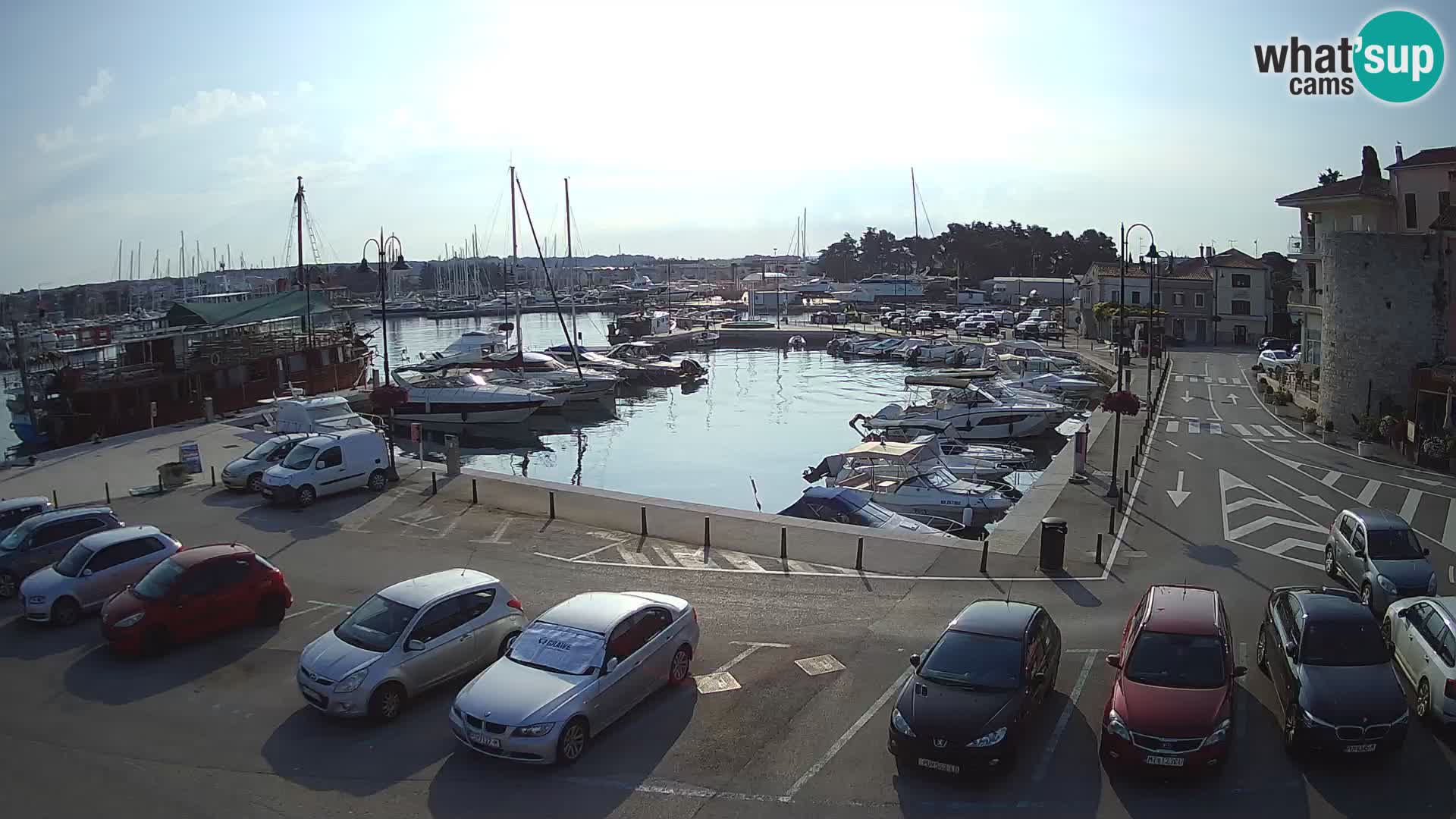 Novigrad | Porporela marina