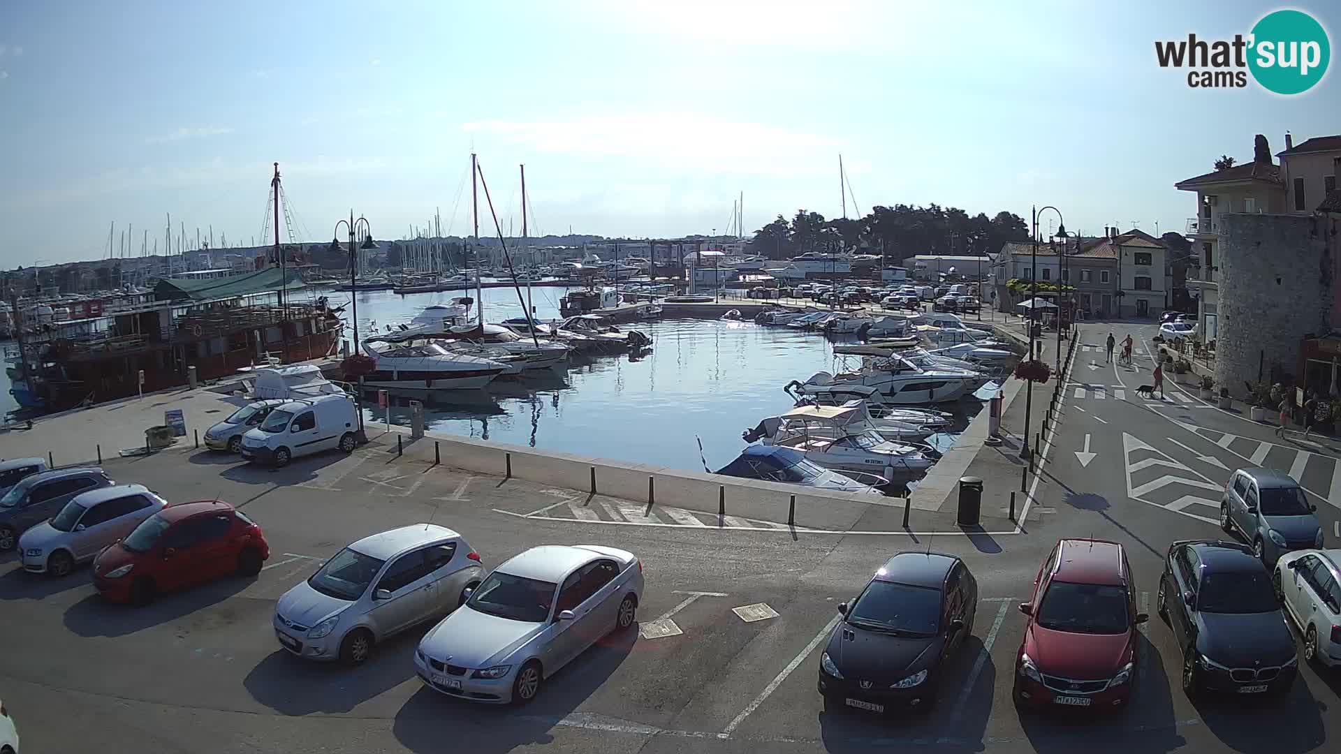 Novigrad | Porporela marina