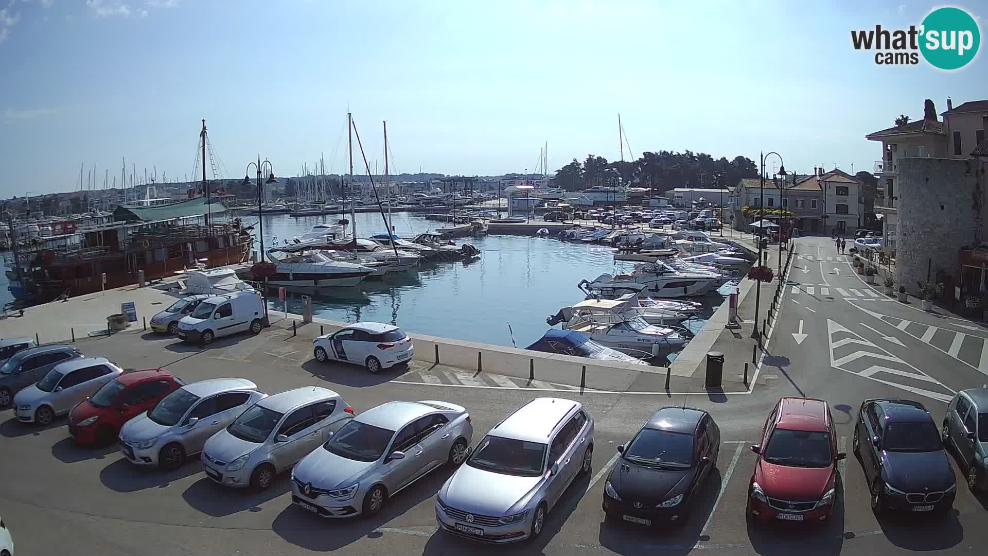 Novigrad | Porporela marina