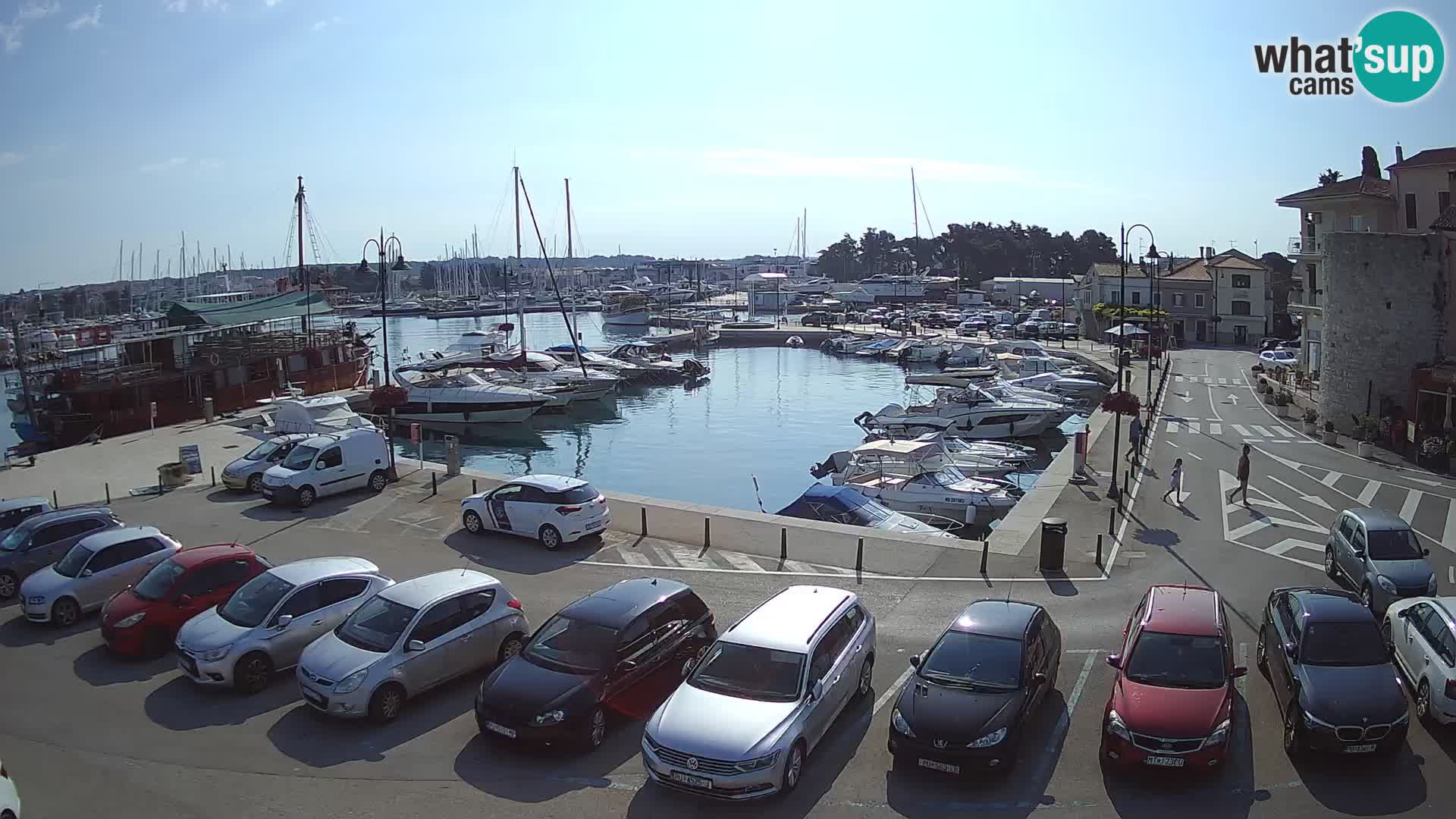 Novigrad | Porporela marina