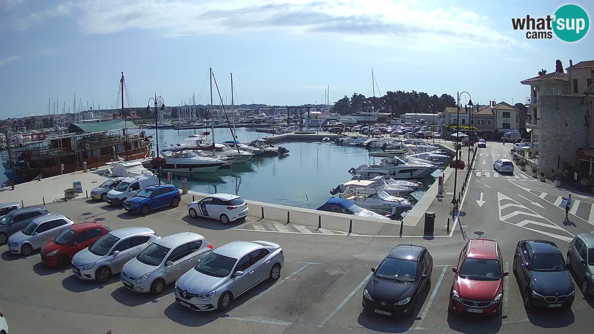 Novigrad | Porporela marina