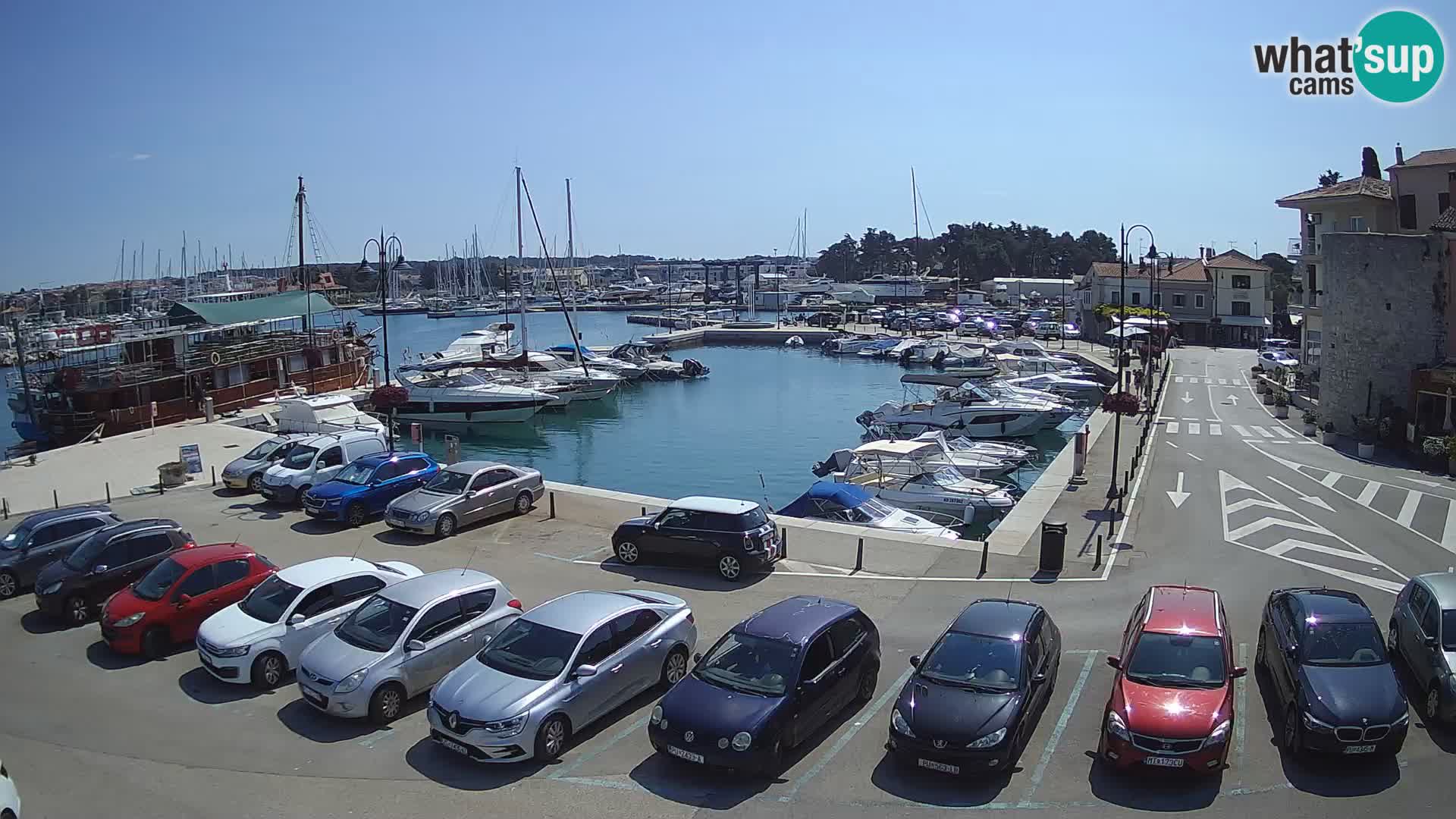 Novigrad | Porporela marina