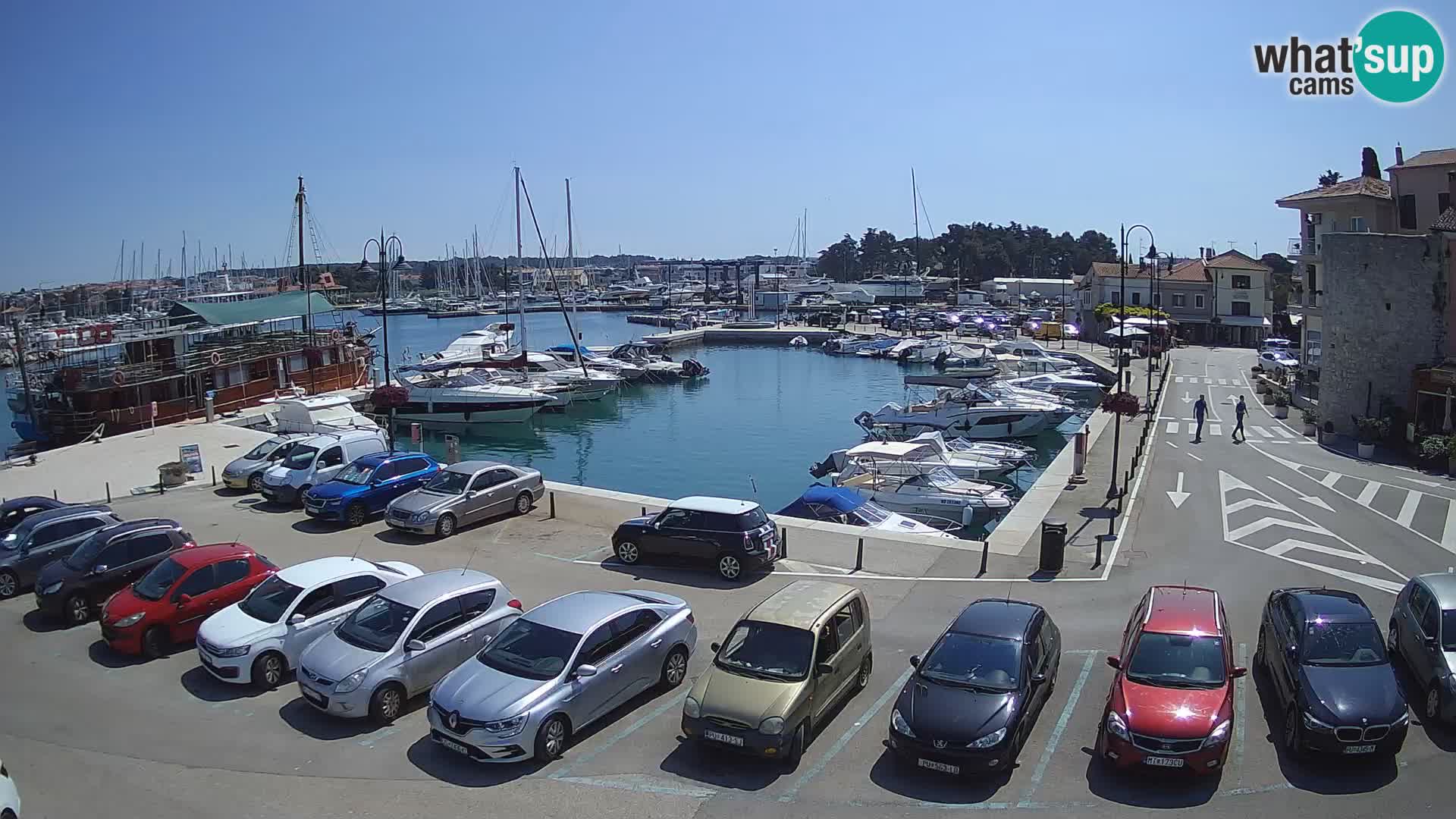 Novigrad | Porporela marina