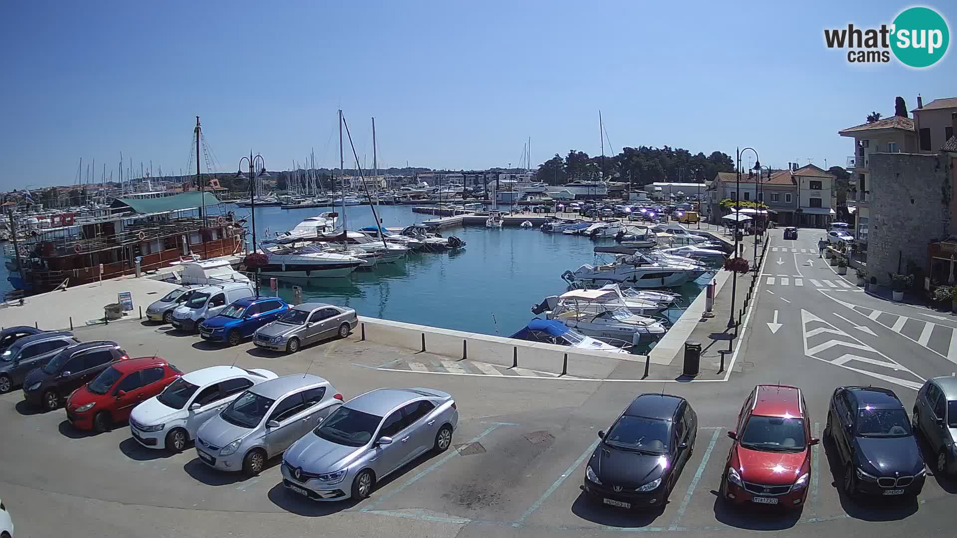 Novigrad | Porporela marina