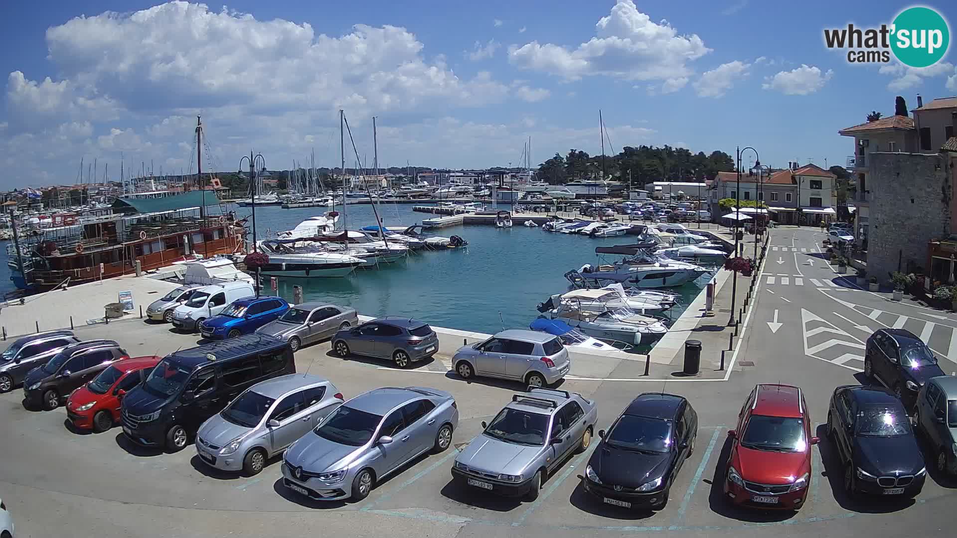 Novigrad | Porporela marina