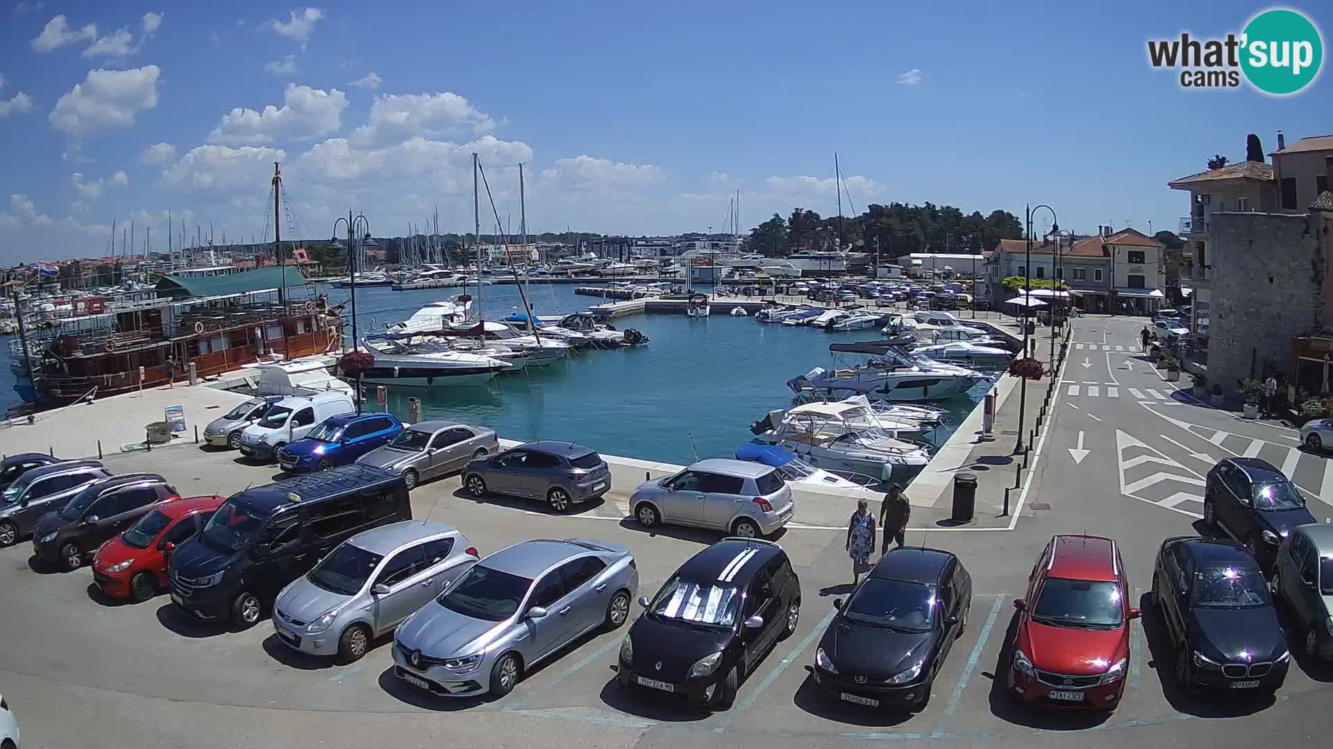 Novigrad | Porporela marina
