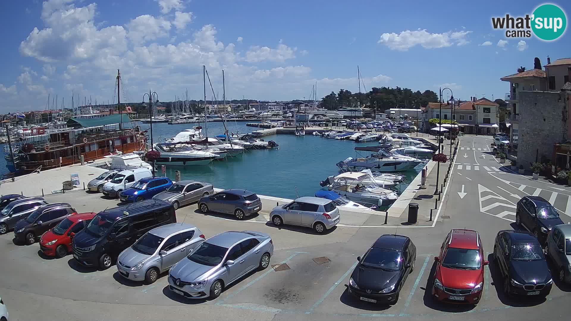 Novigrad | Porporela marina