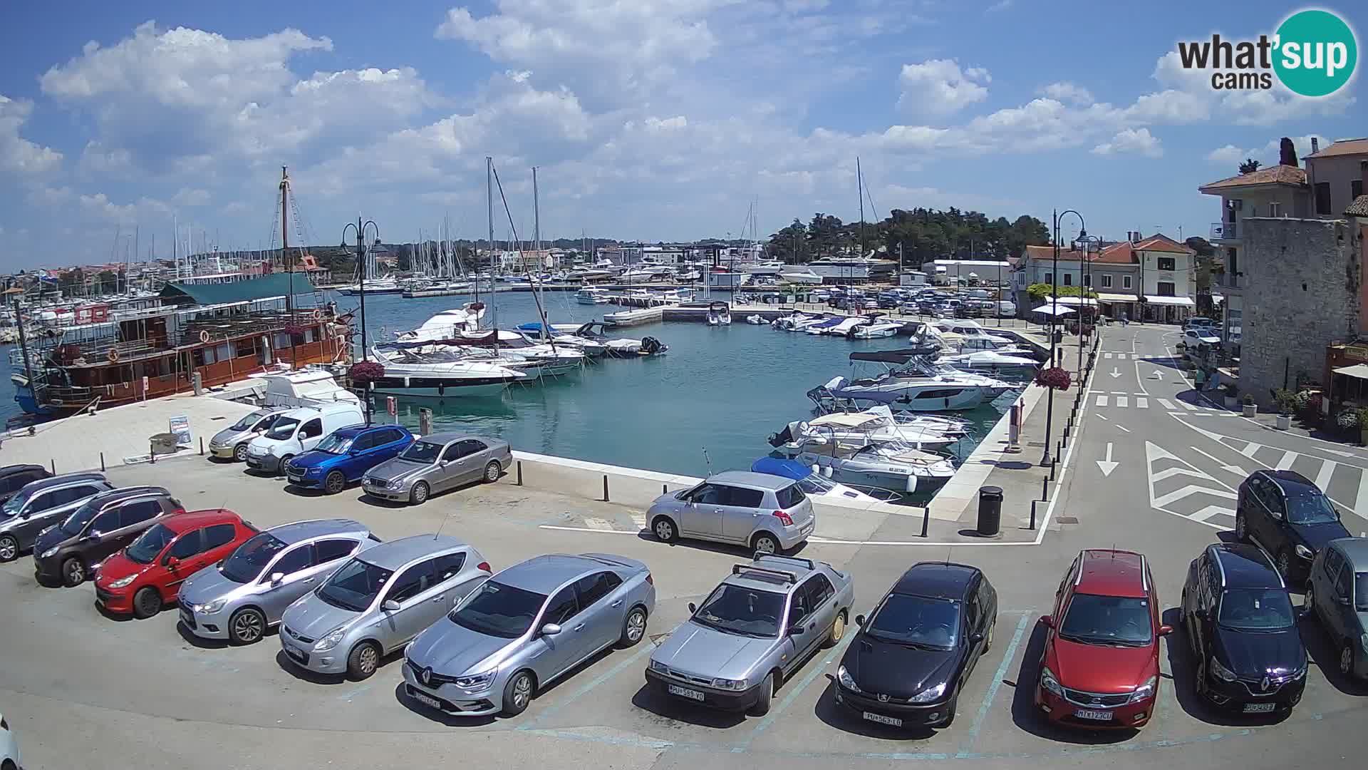 Novigrad | Porporela marina