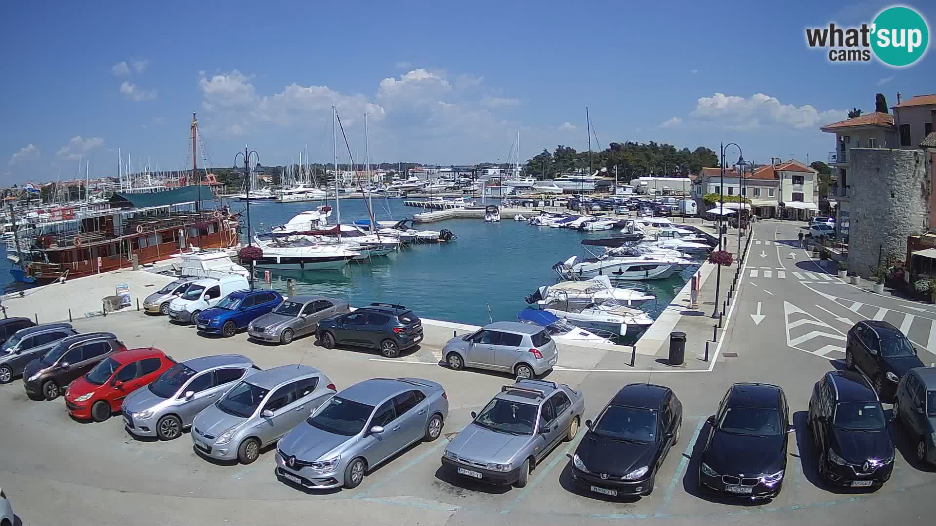 Novigrad | Porporela marina