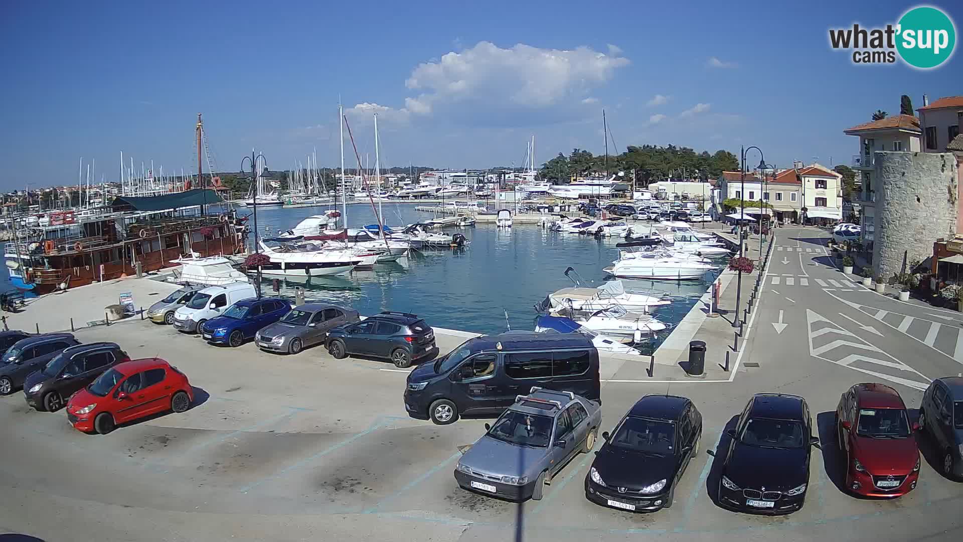 Novigrad | Porporela marina
