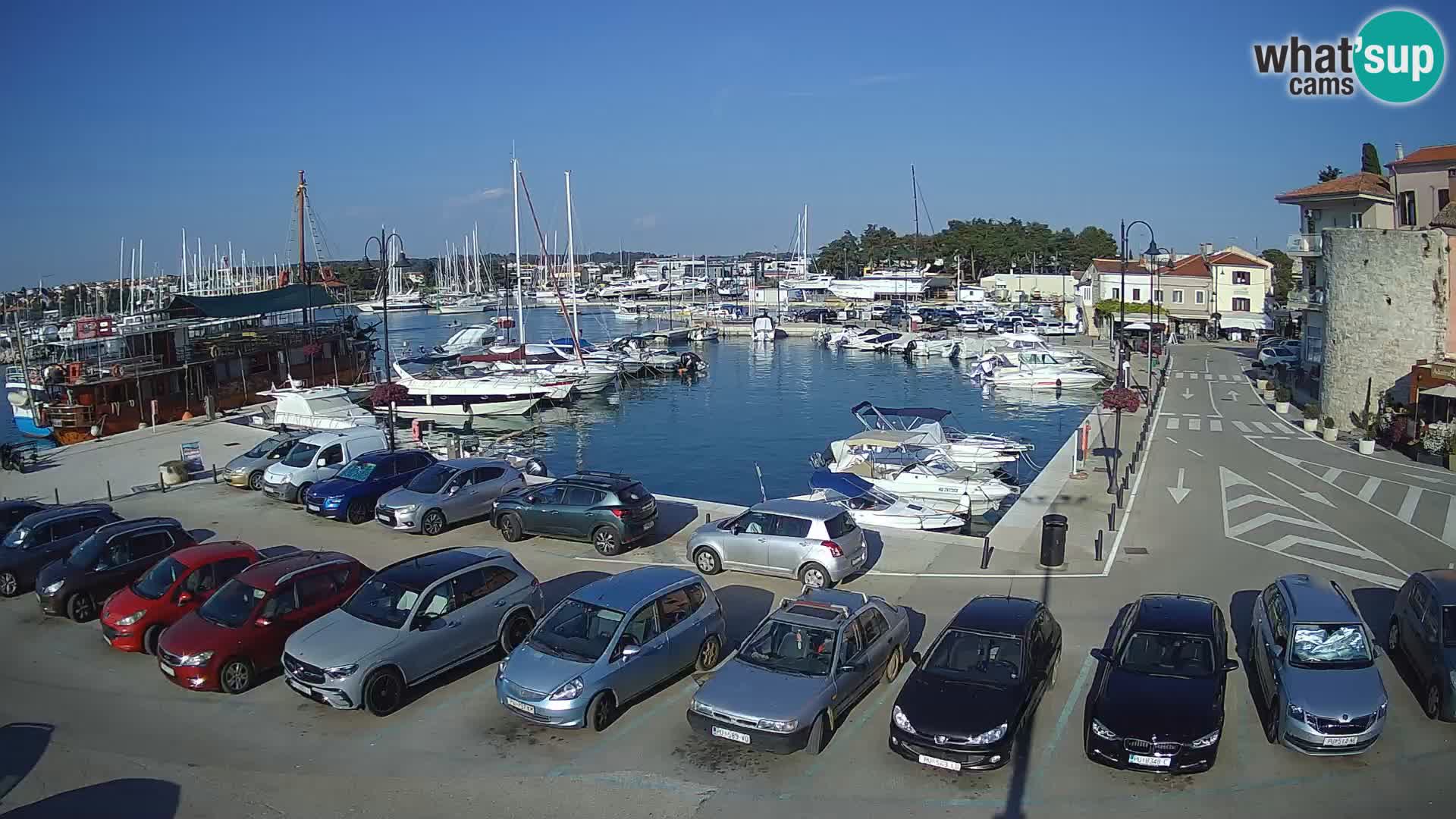 Novigrad | Porporela marina