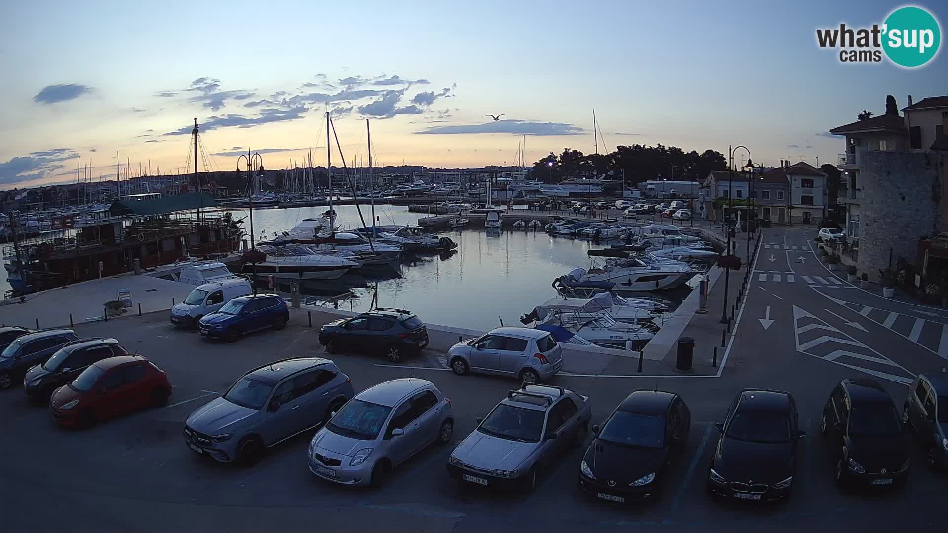Novigrad | Porporela marina