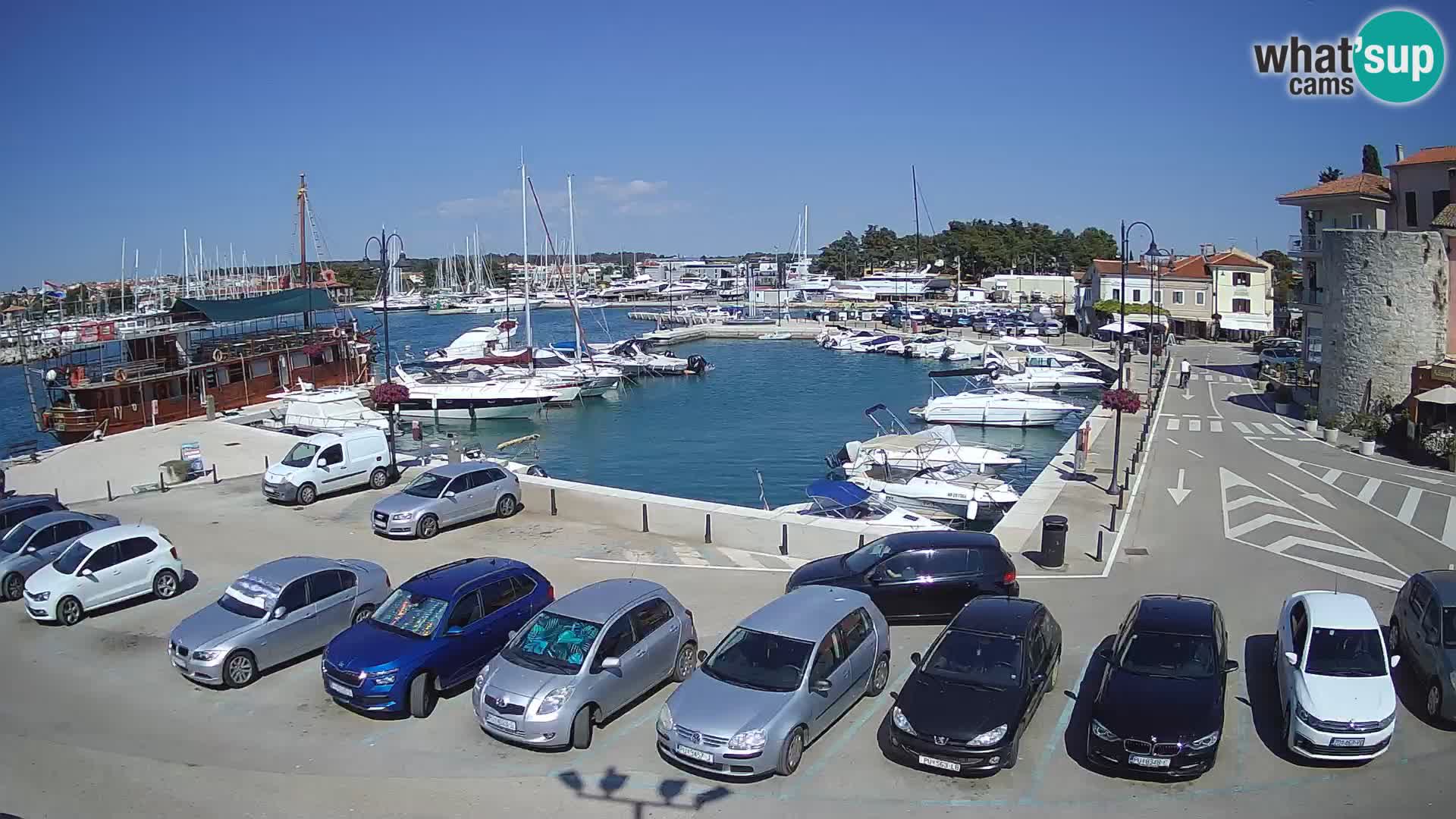 Novigrad | Porporela marina
