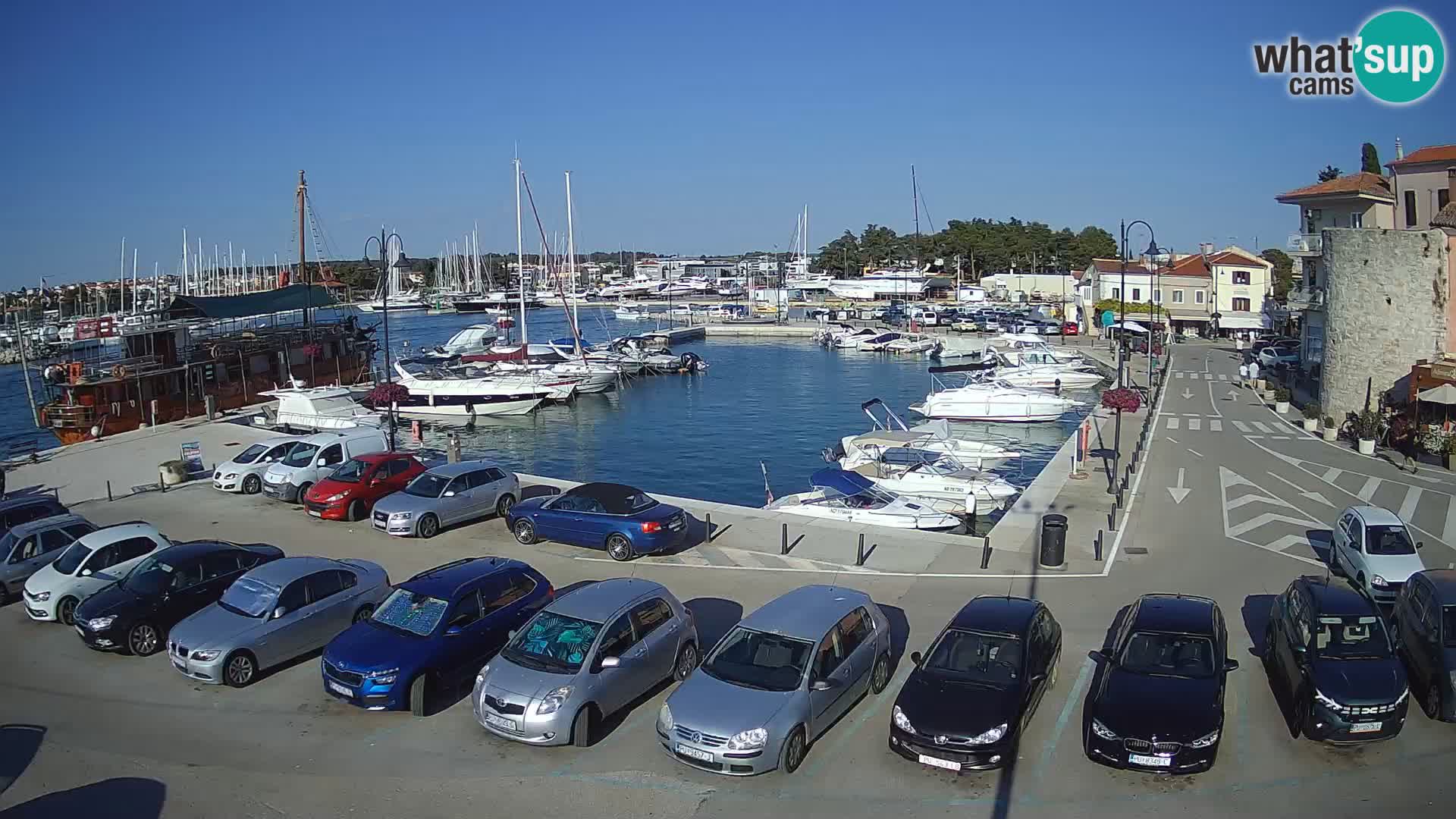 Novigrad | Porporela marina