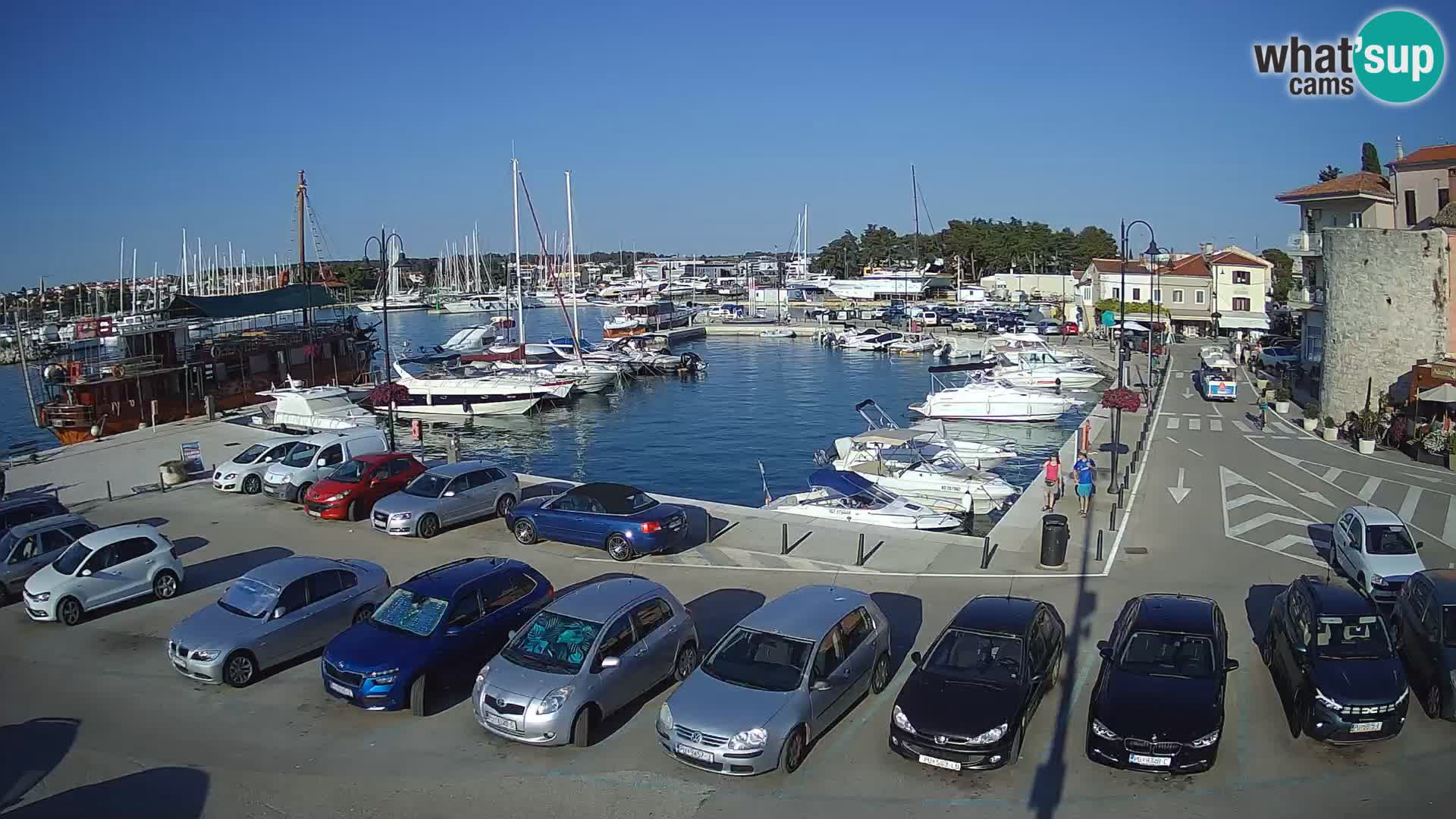 Novigrad | Porporela marina
