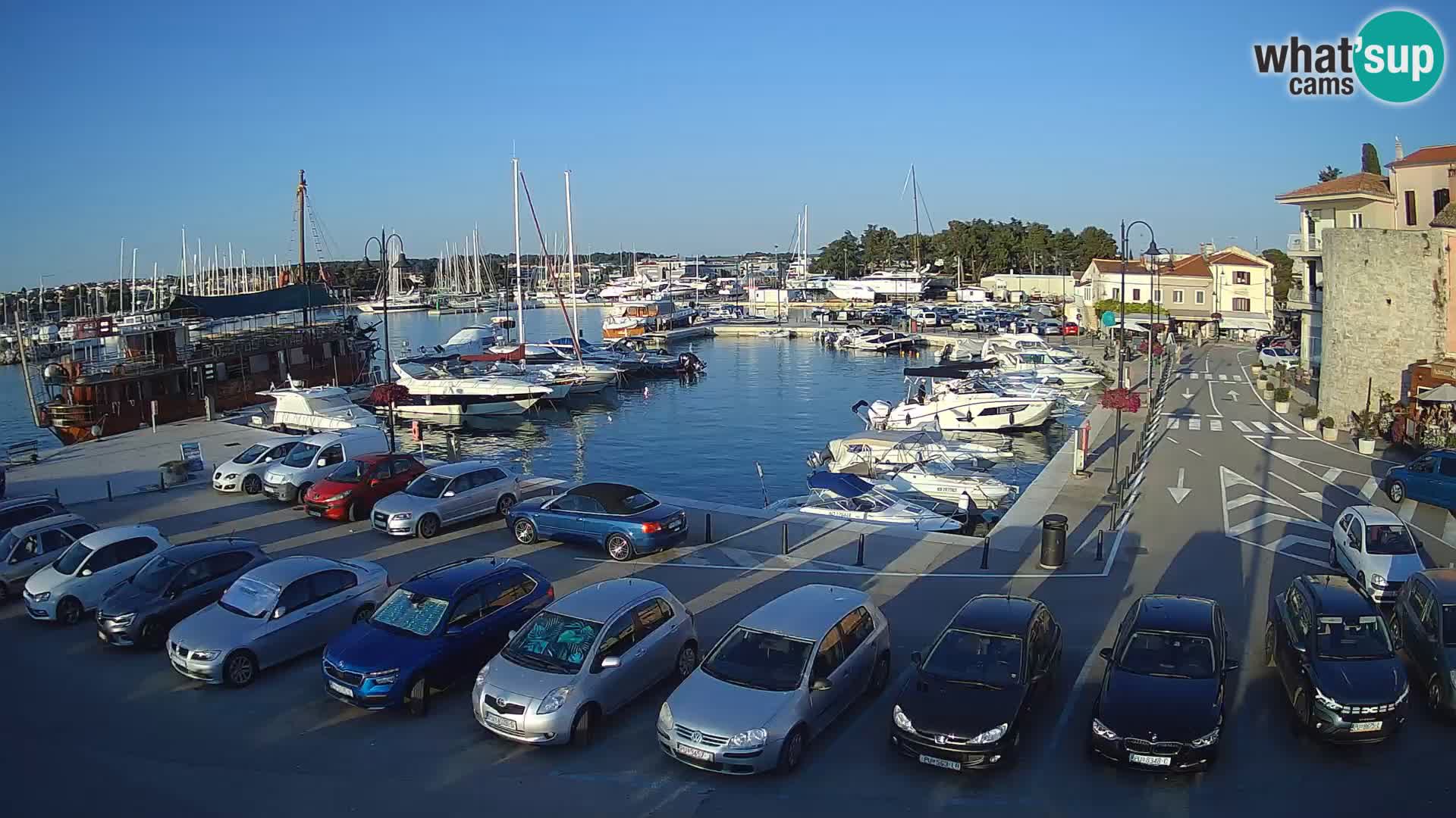 Novigrad | Porporela marina
