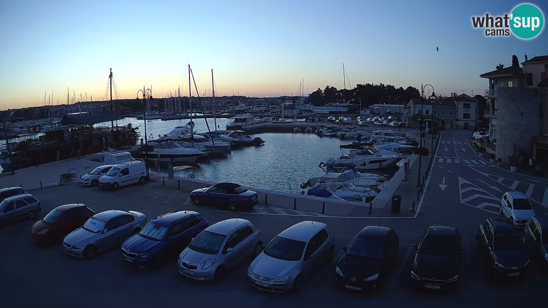Novigrad | Porporela marina