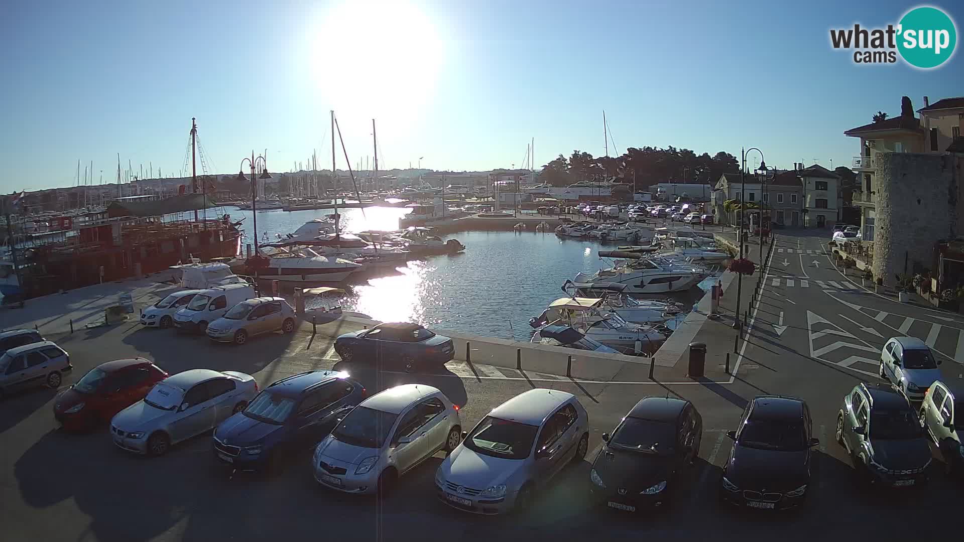 Novigrad | Porporela marina