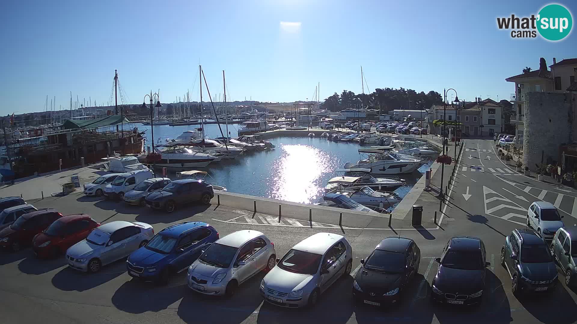 Novigrad | Porporela marina