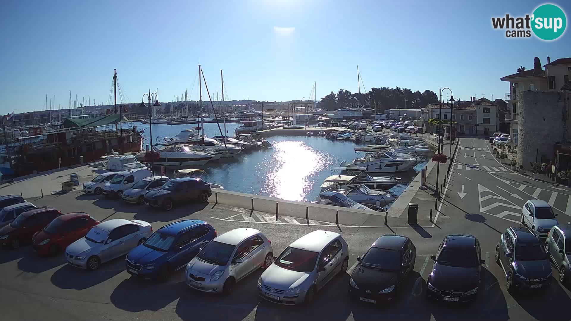 Novigrad | Porporela marina