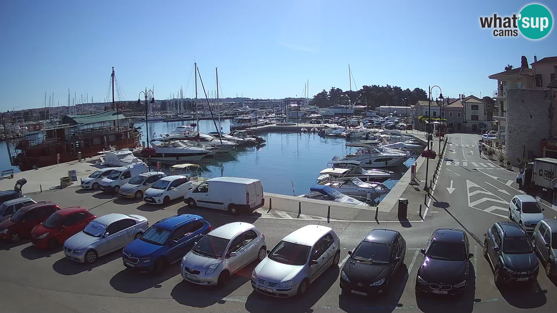 Novigrad | Porporela marina