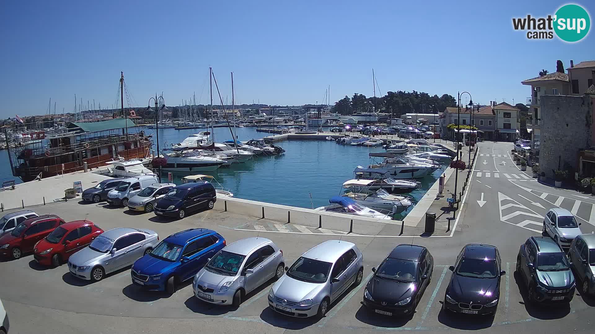 Novigrad | Porporela marina