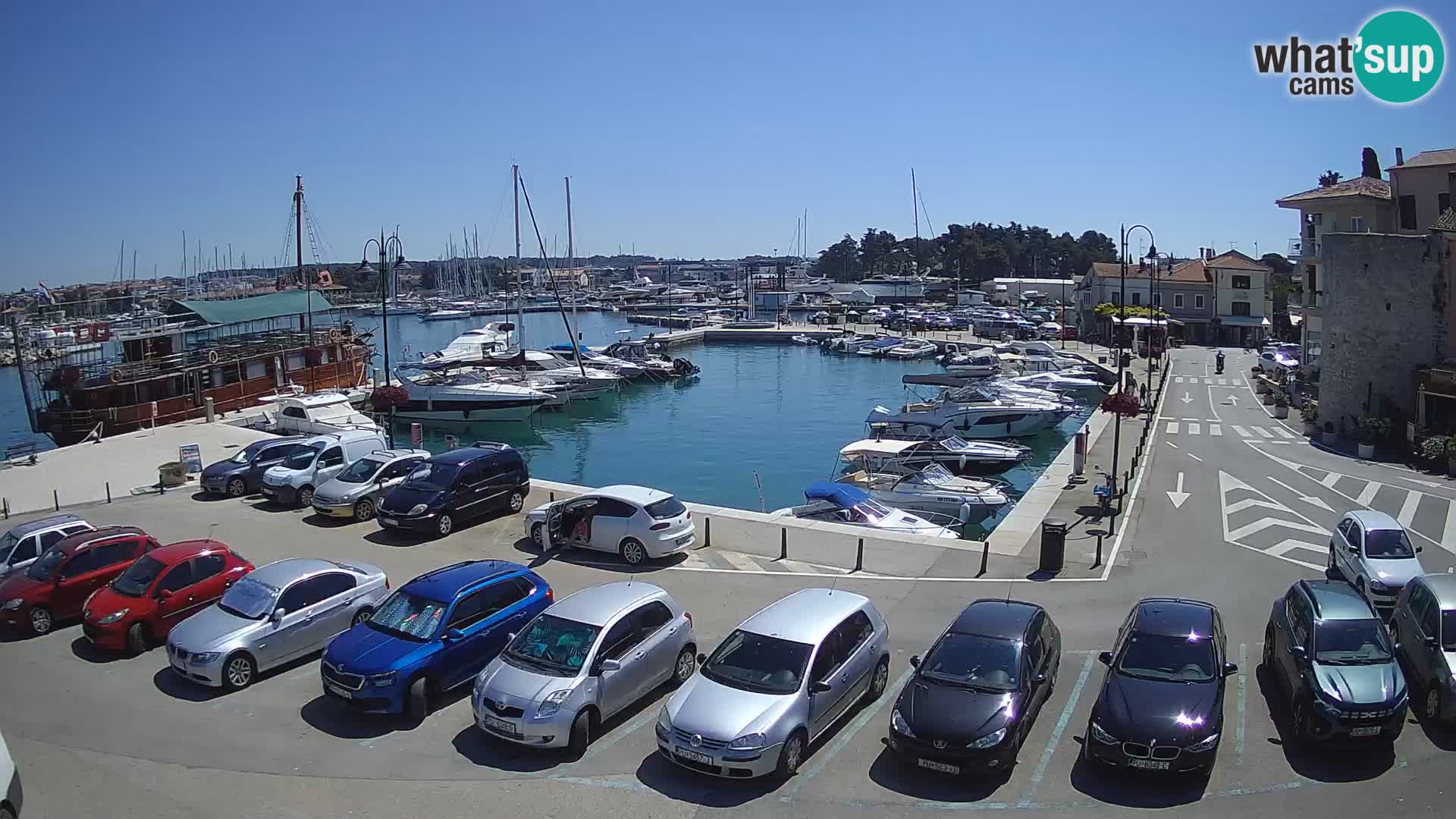 Novigrad | Porporela marina