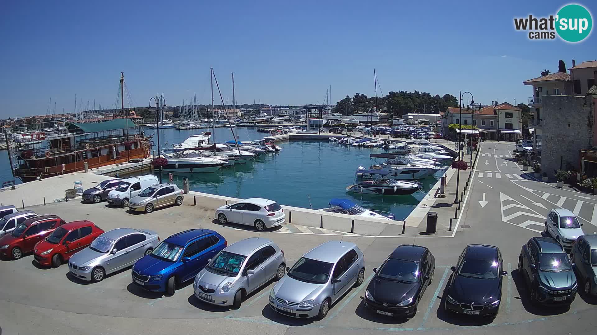 Novigrad | Porporela marina