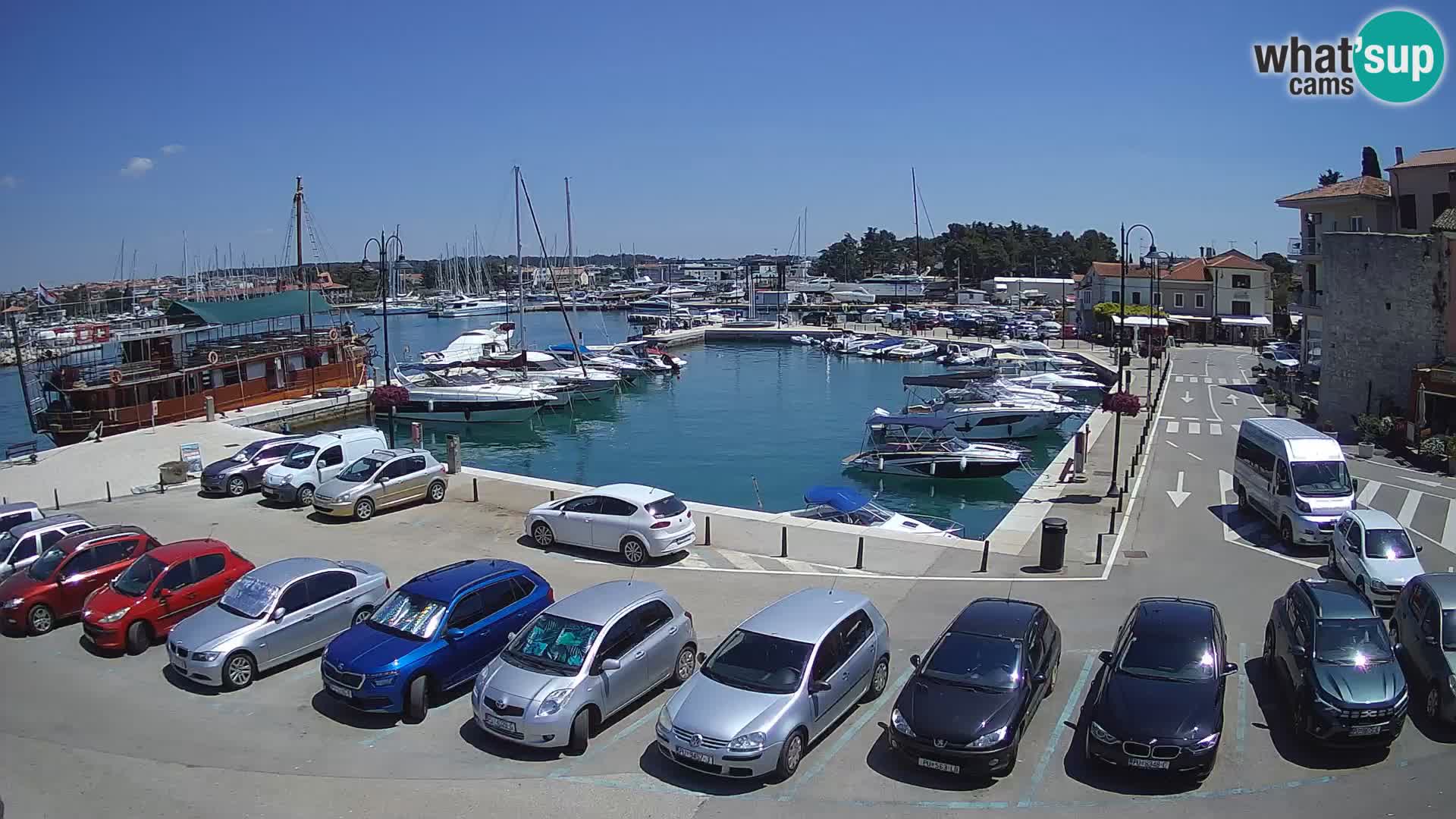 Novigrad | Porporela marina