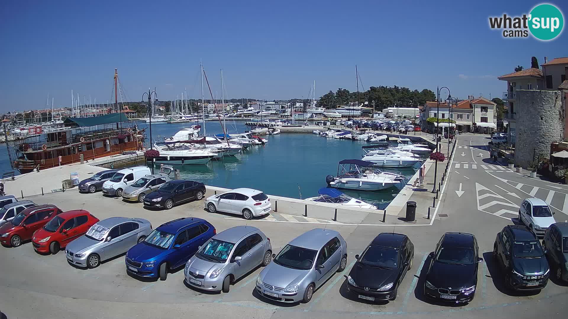 Novigrad | Porporela marina