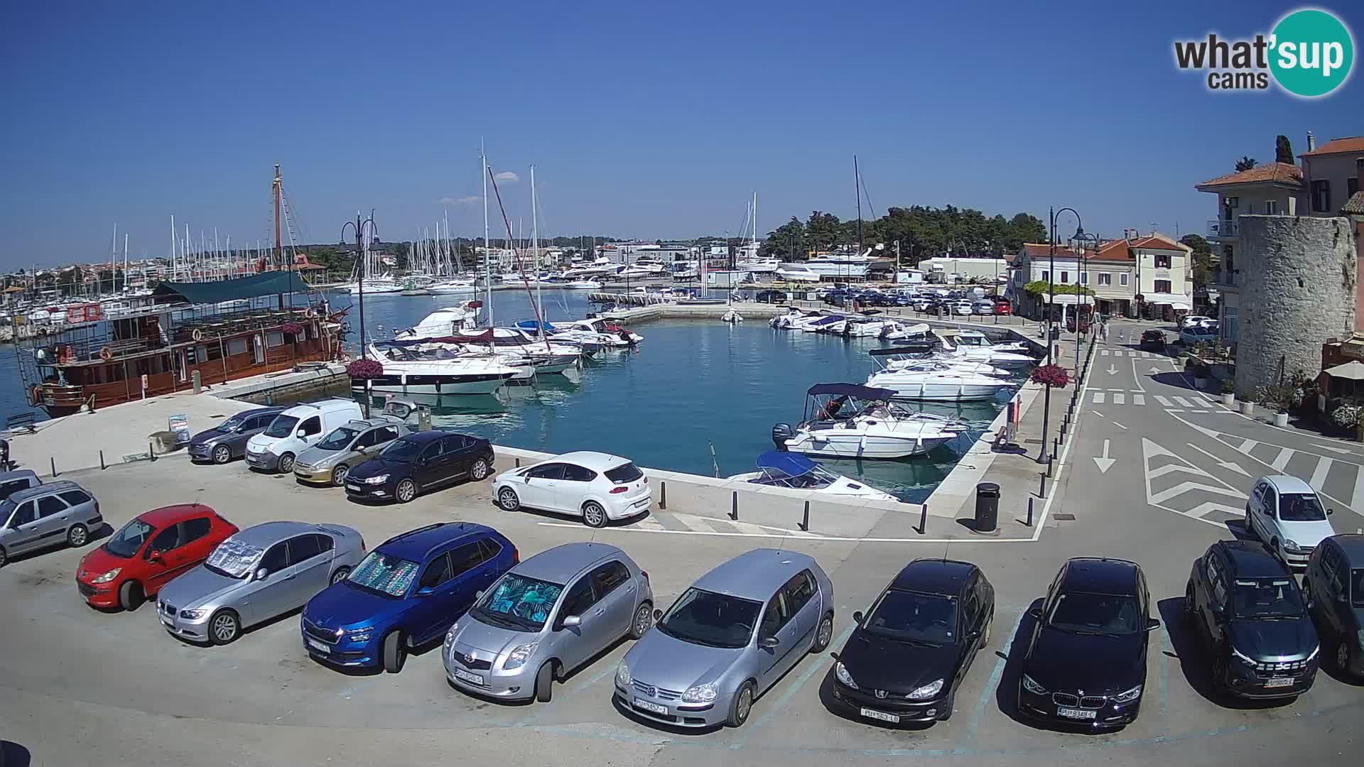 Novigrad | Porporela marina