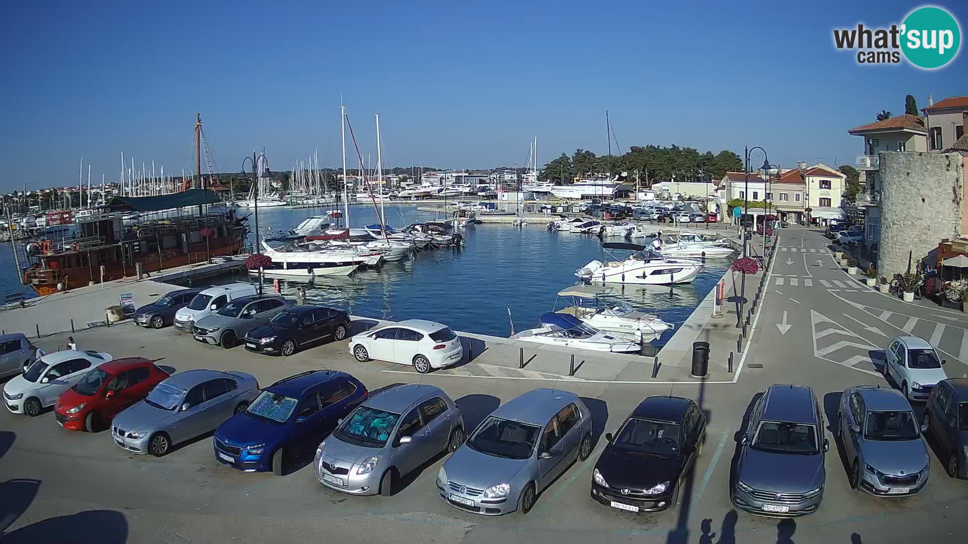 Novigrad | Porporela marina