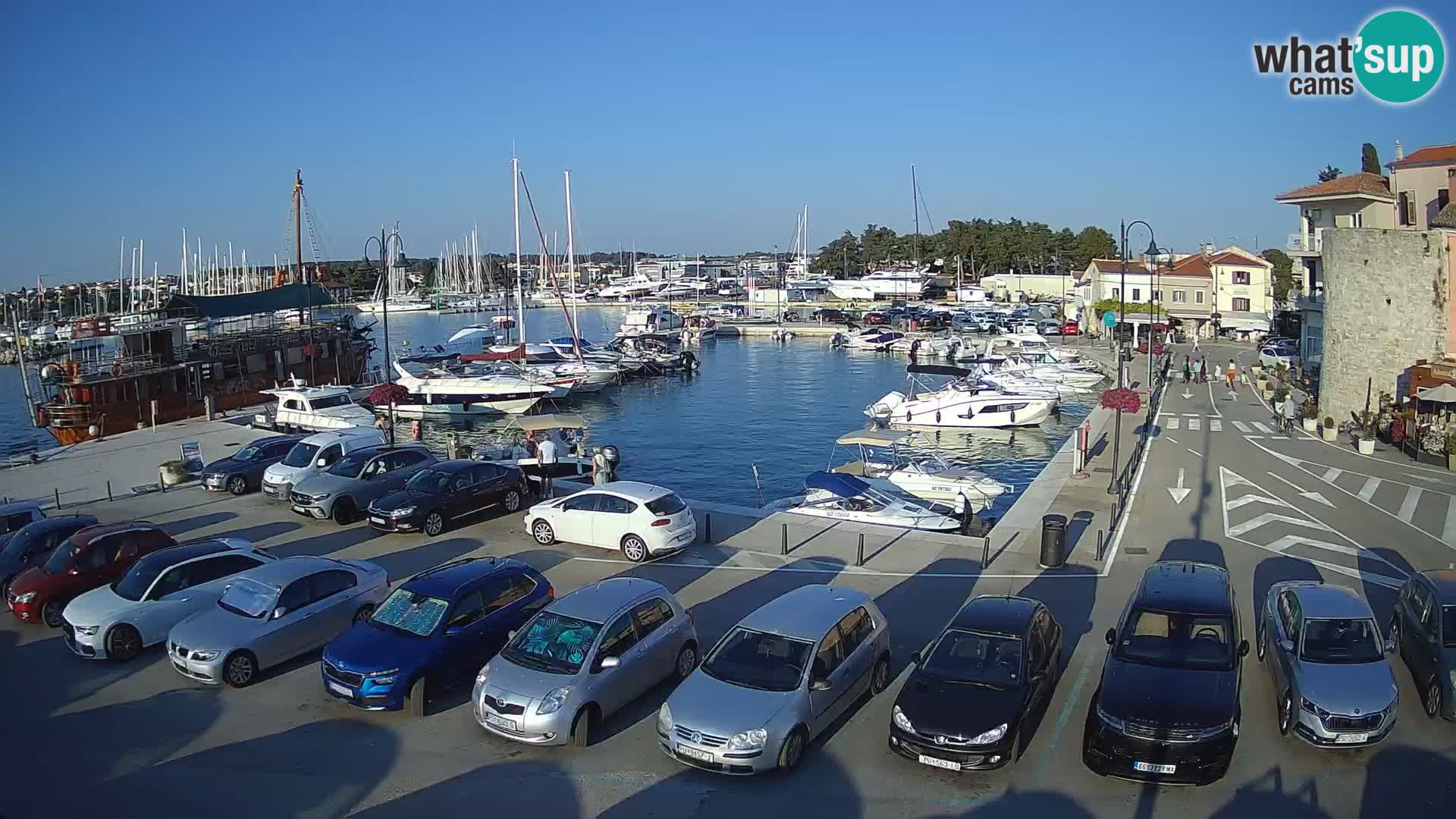 Novigrad | Porporela marina
