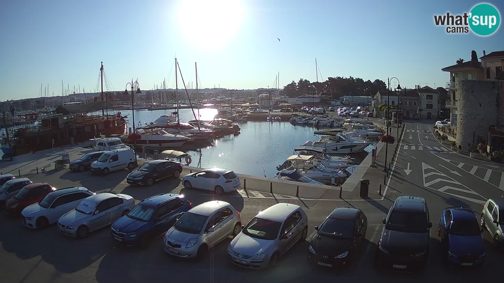 Novigrad | Porporela marina