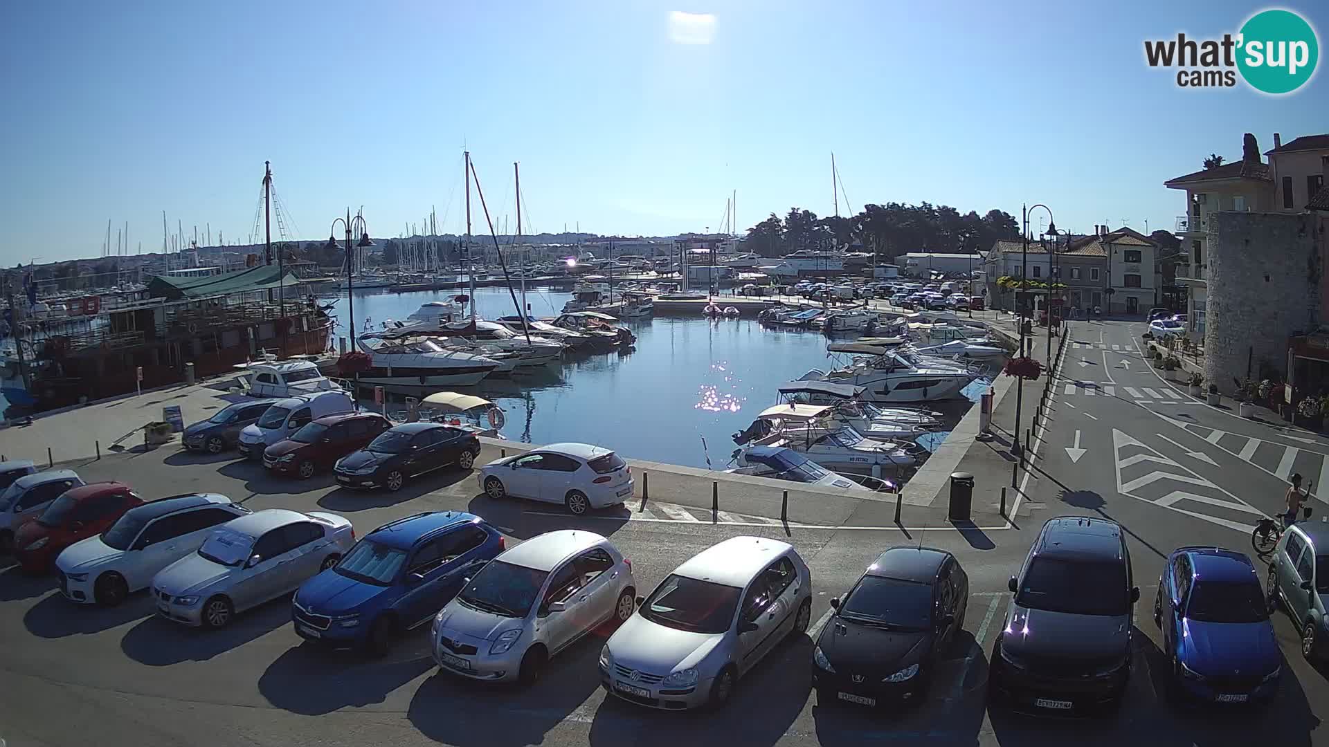 Novigrad | Porporela marina