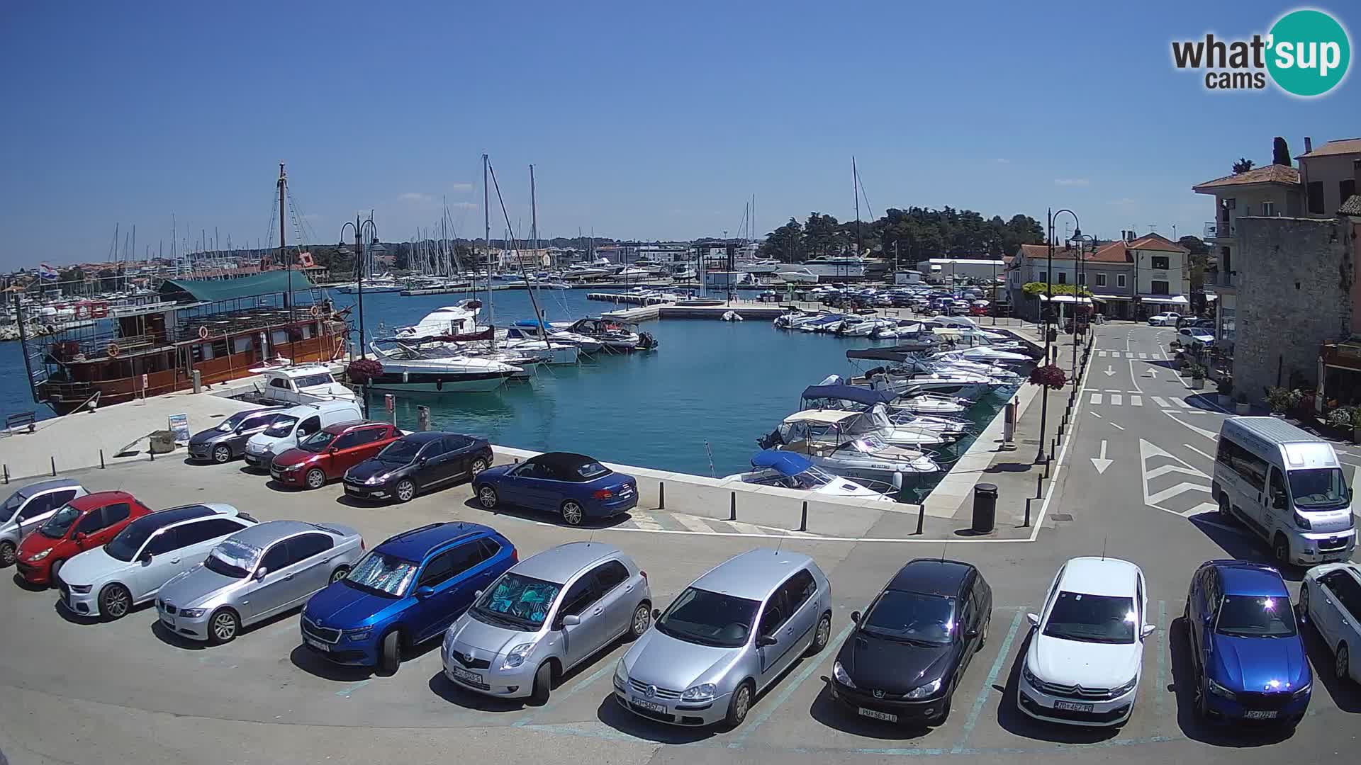 Novigrad | Porporela marina