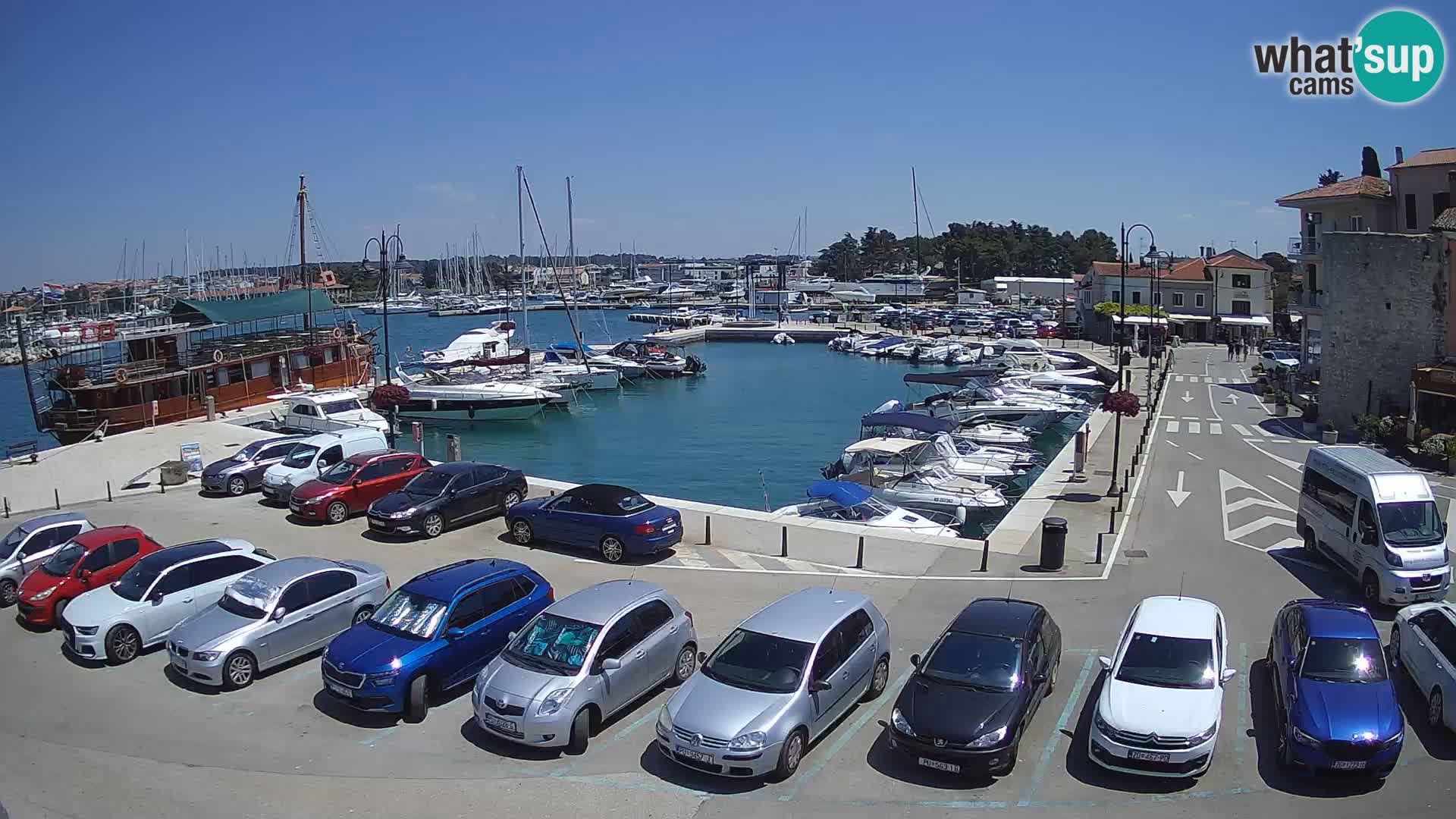 Novigrad | Porporela marina