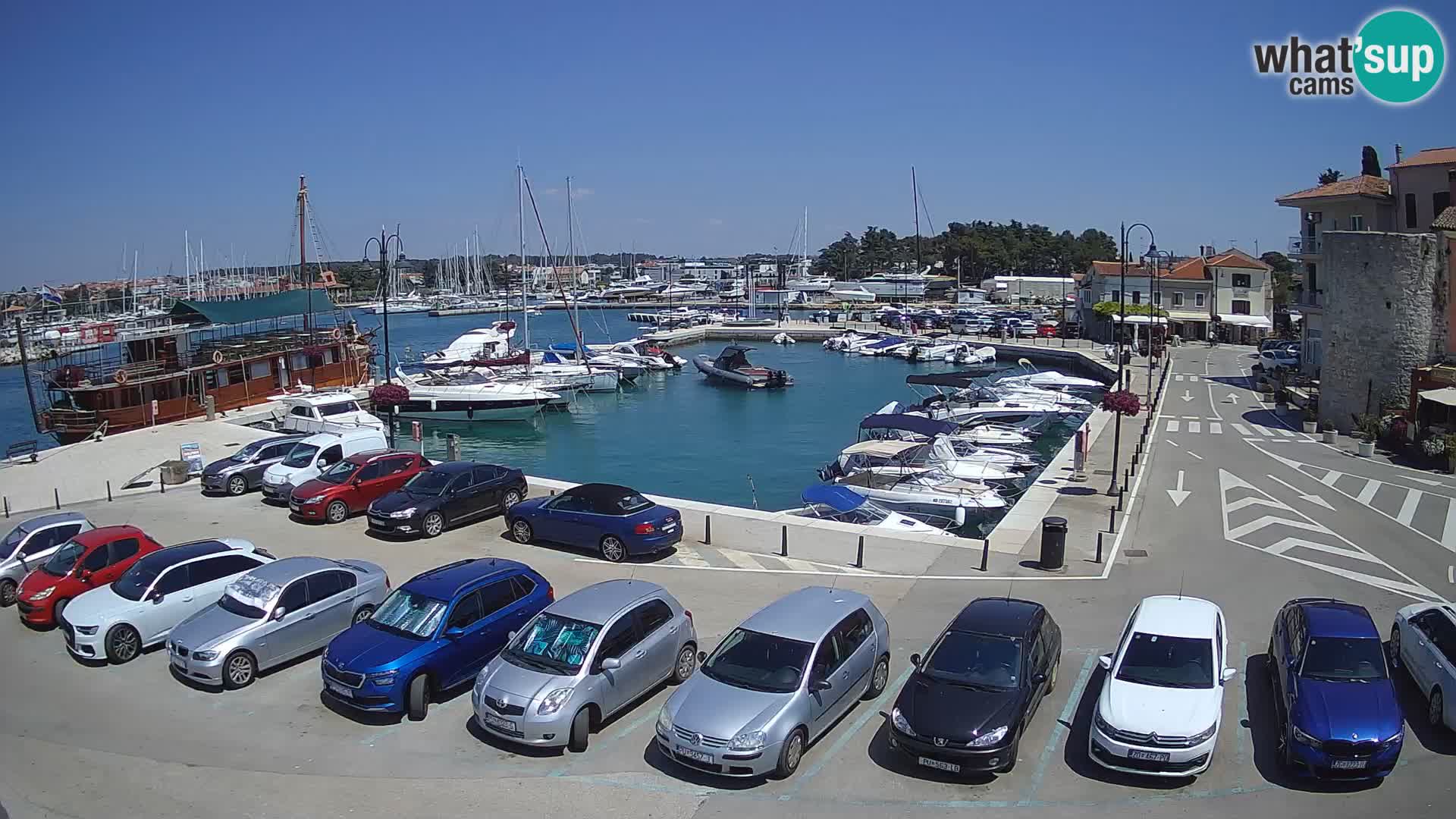 Novigrad | Porporela marina