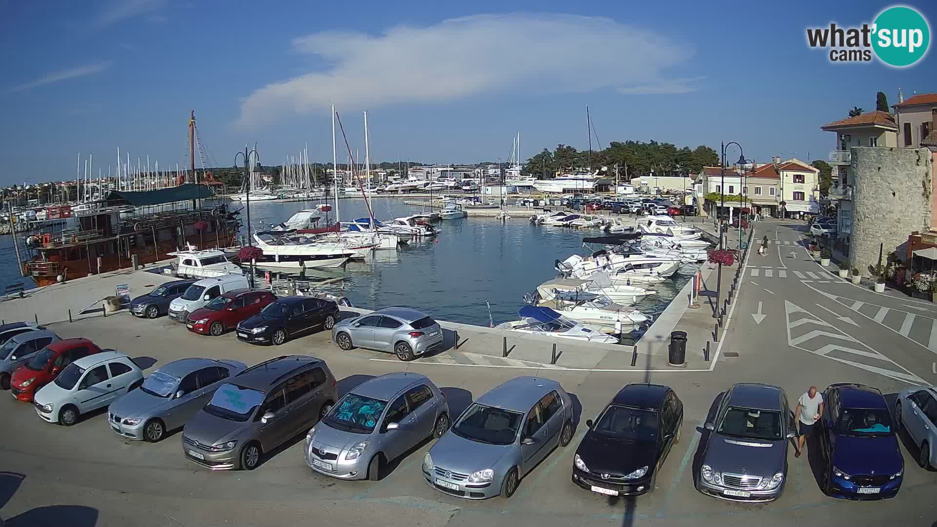 Novigrad | Porporela marina