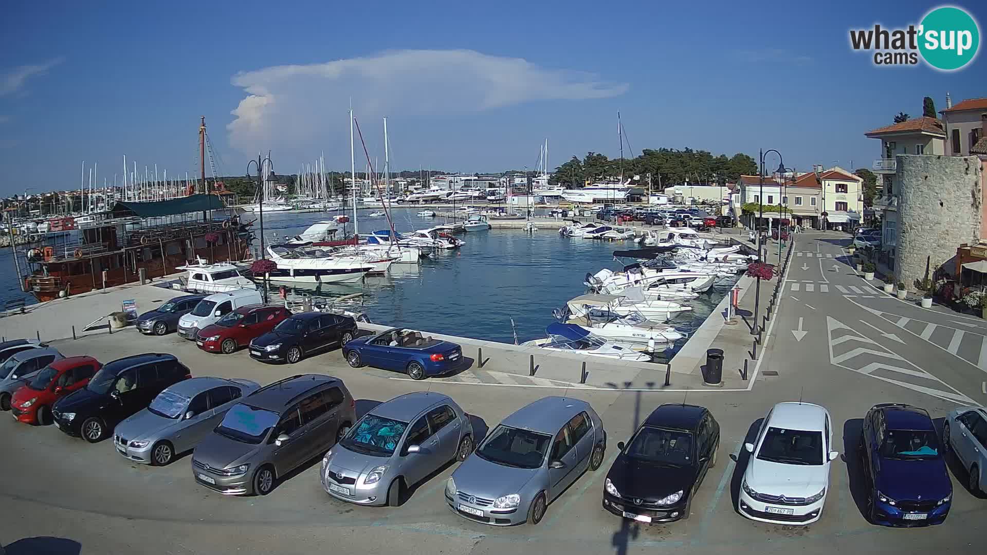 Novigrad | Porporela marina