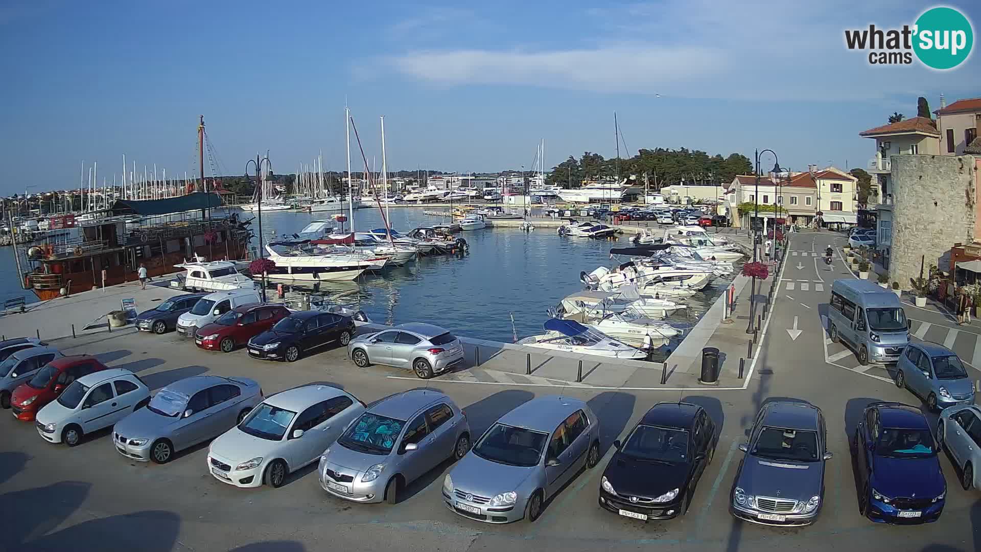 Novigrad | Porporela marina