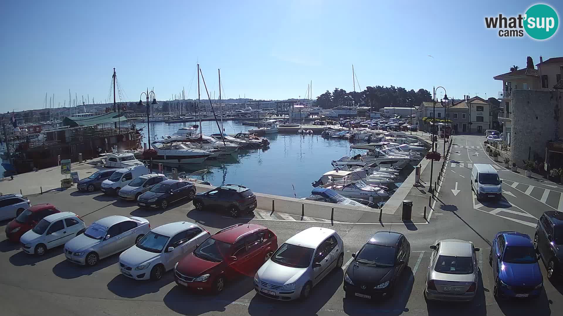 Novigrad | Porporela marina
