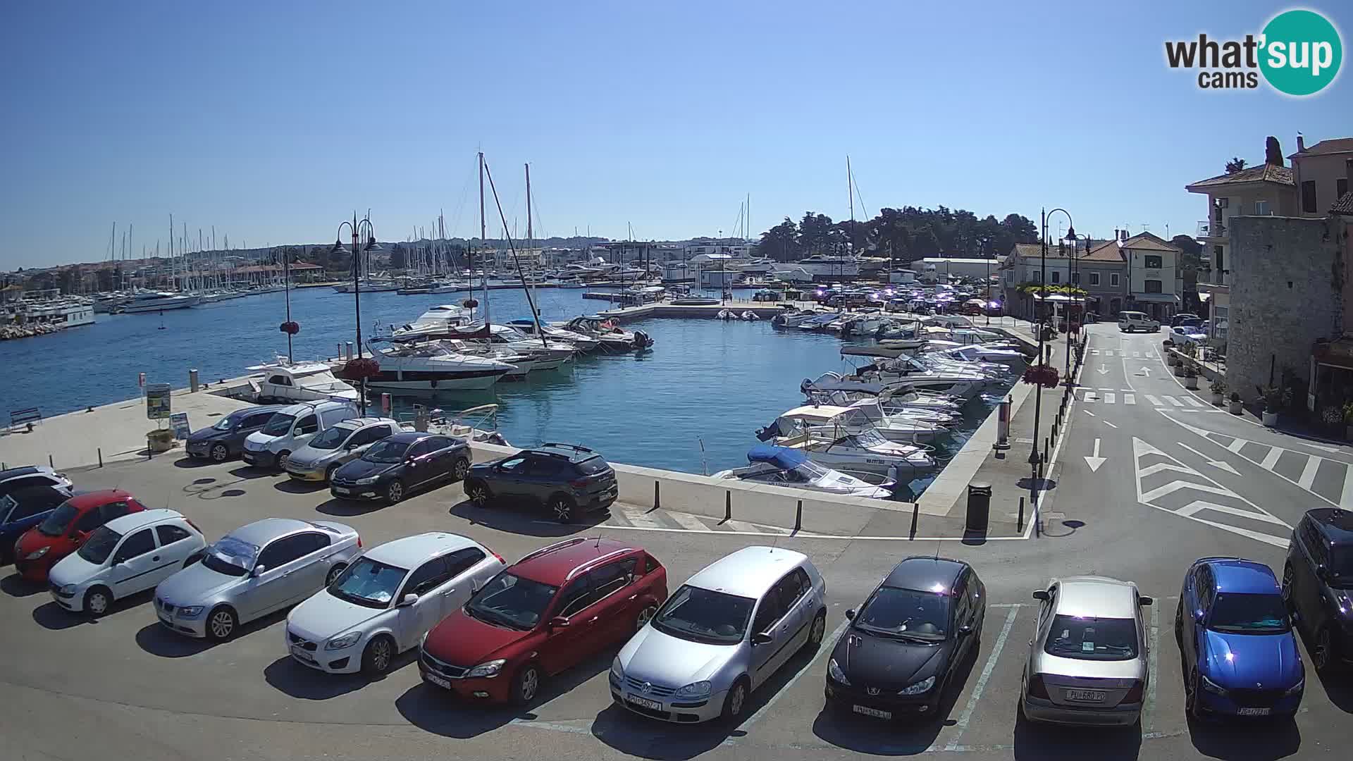 Novigrad | Porporela marina